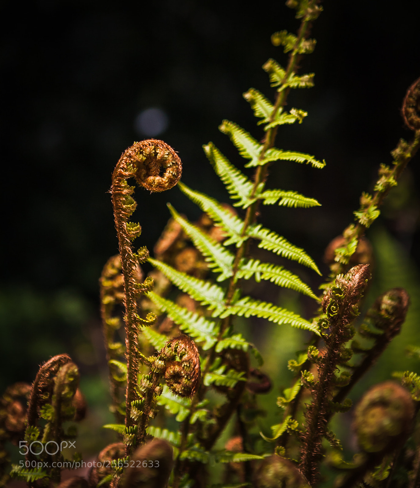 Canon EOS 5D sample photo. Growth photography