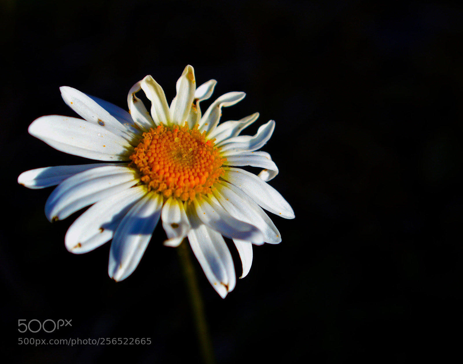 Nikon D3200 sample photo. Lone white flower photography