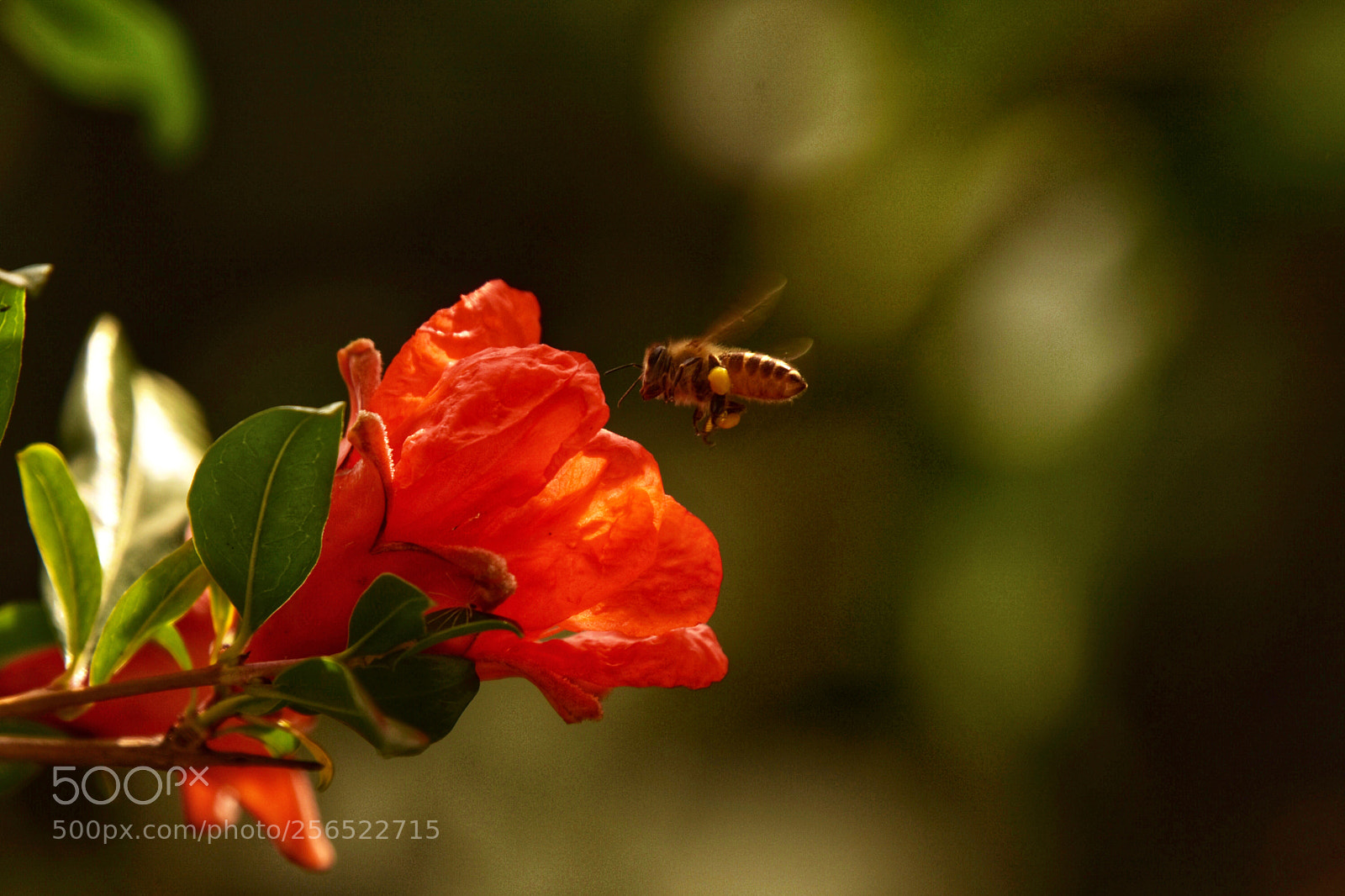 Nikon D7200 sample photo. Pomegranate blossom photography