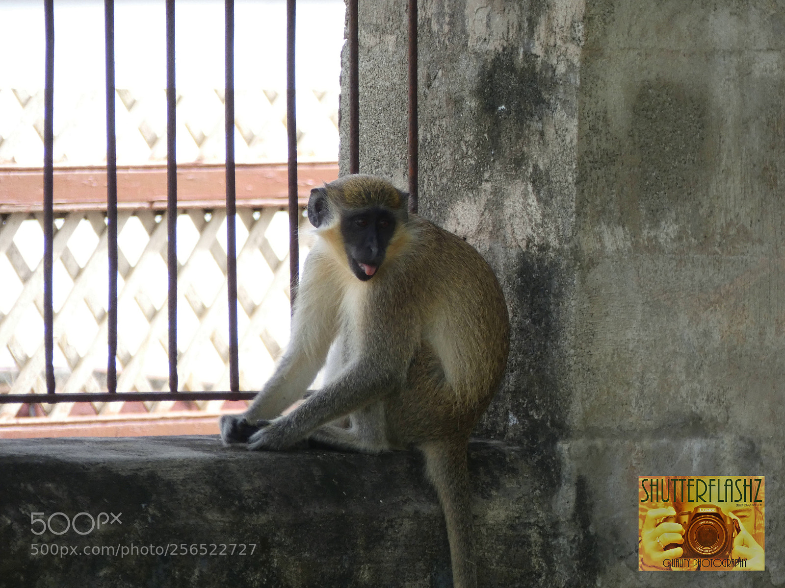 Panasonic Lumix DC-FZ80 (Lumix DC-FZ82) sample photo. Rude monkey photography
