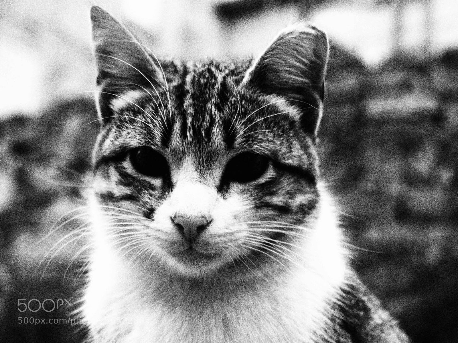 Olympus OM-D E-M10 II sample photo. The way you looking. photography