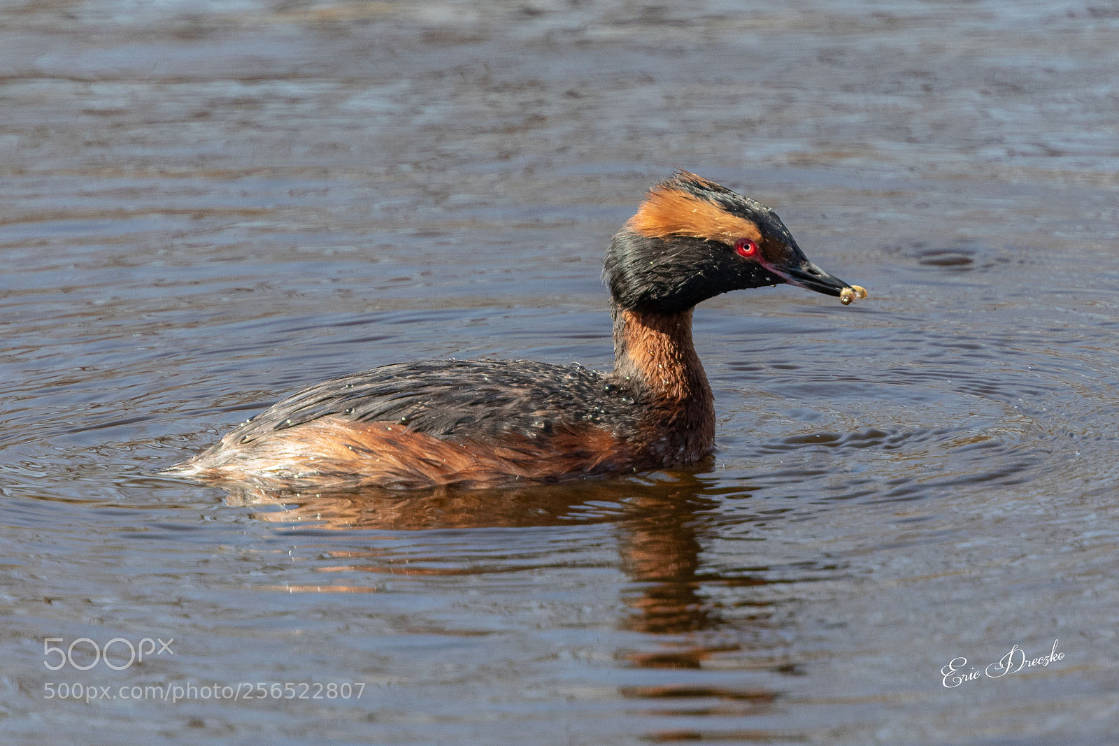 Canon EOS 5D Mark IV sample photo. Male horned grebe photography
