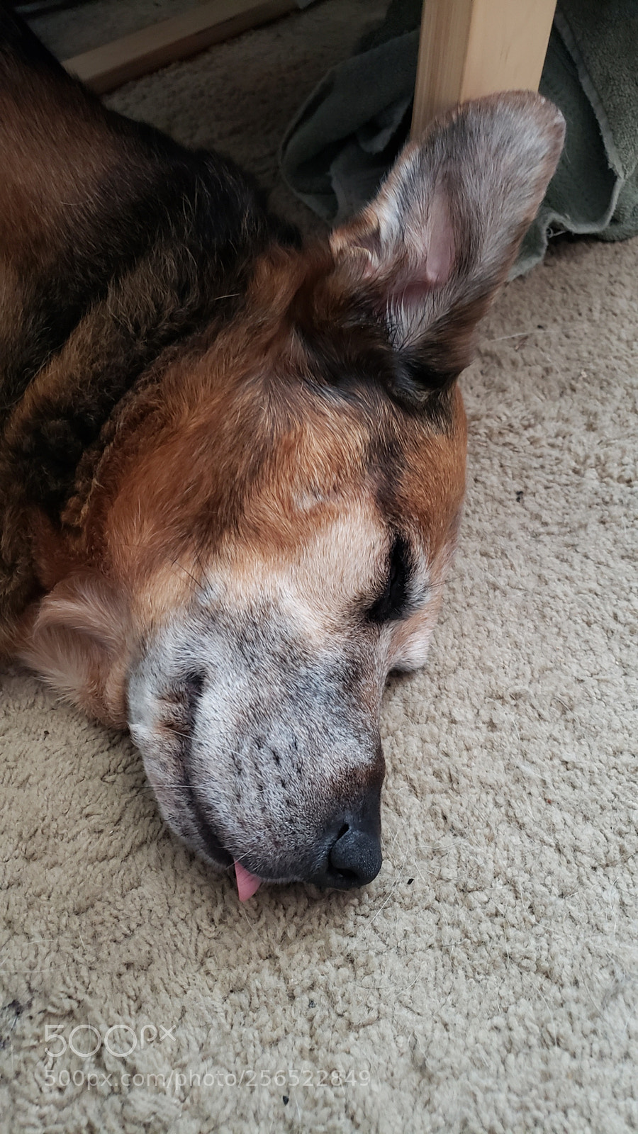 Samsung Galaxy S9+ sample photo. Tired puppy. photography