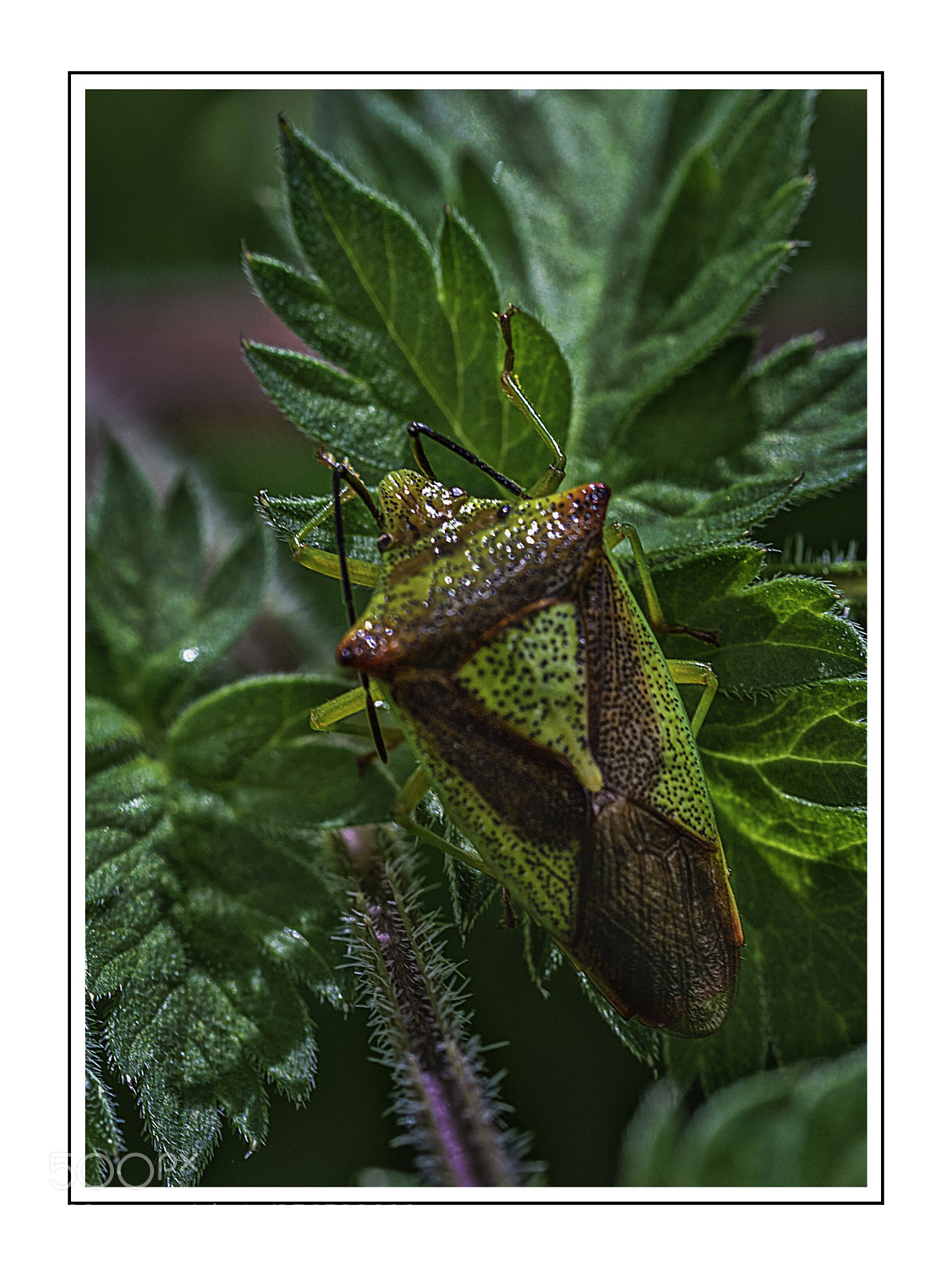 Olympus OM-D E-M5 II sample photo. Shield bug photography