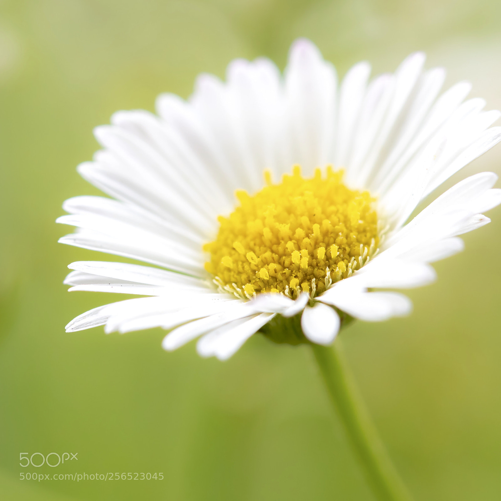 Canon EOS M5 sample photo. White flower photography