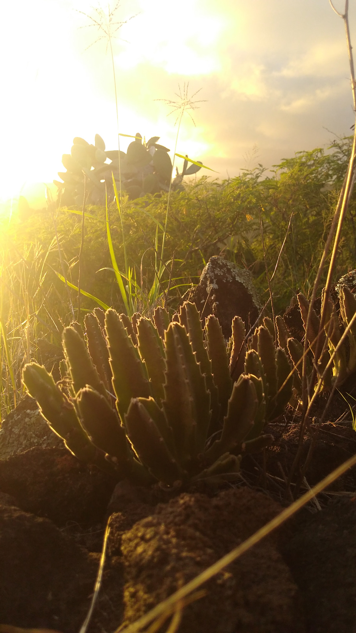 Motorola Moto G Play sample photo. Cactus sunset club #2 photography