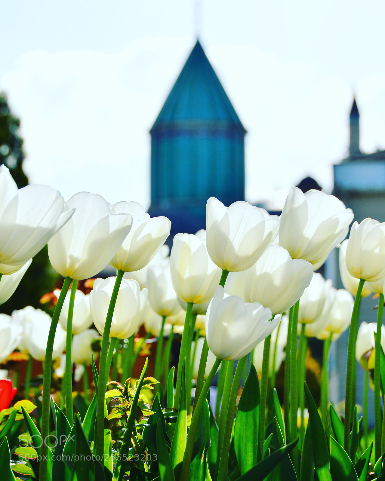 Nikon D7100 sample photo. Tulips in mevlana photography