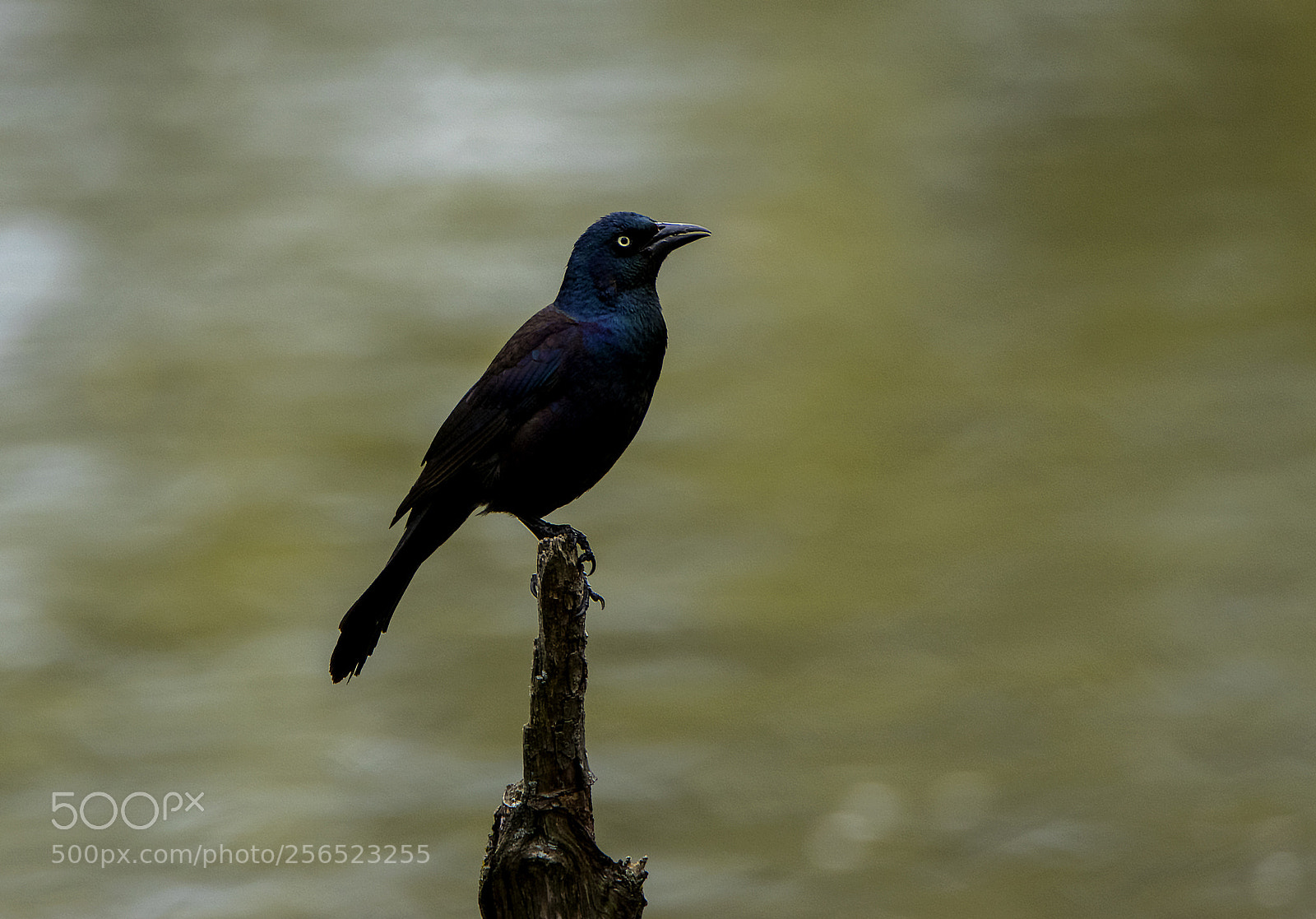 Canon EOS 80D sample photo. Grackle on a pole photography