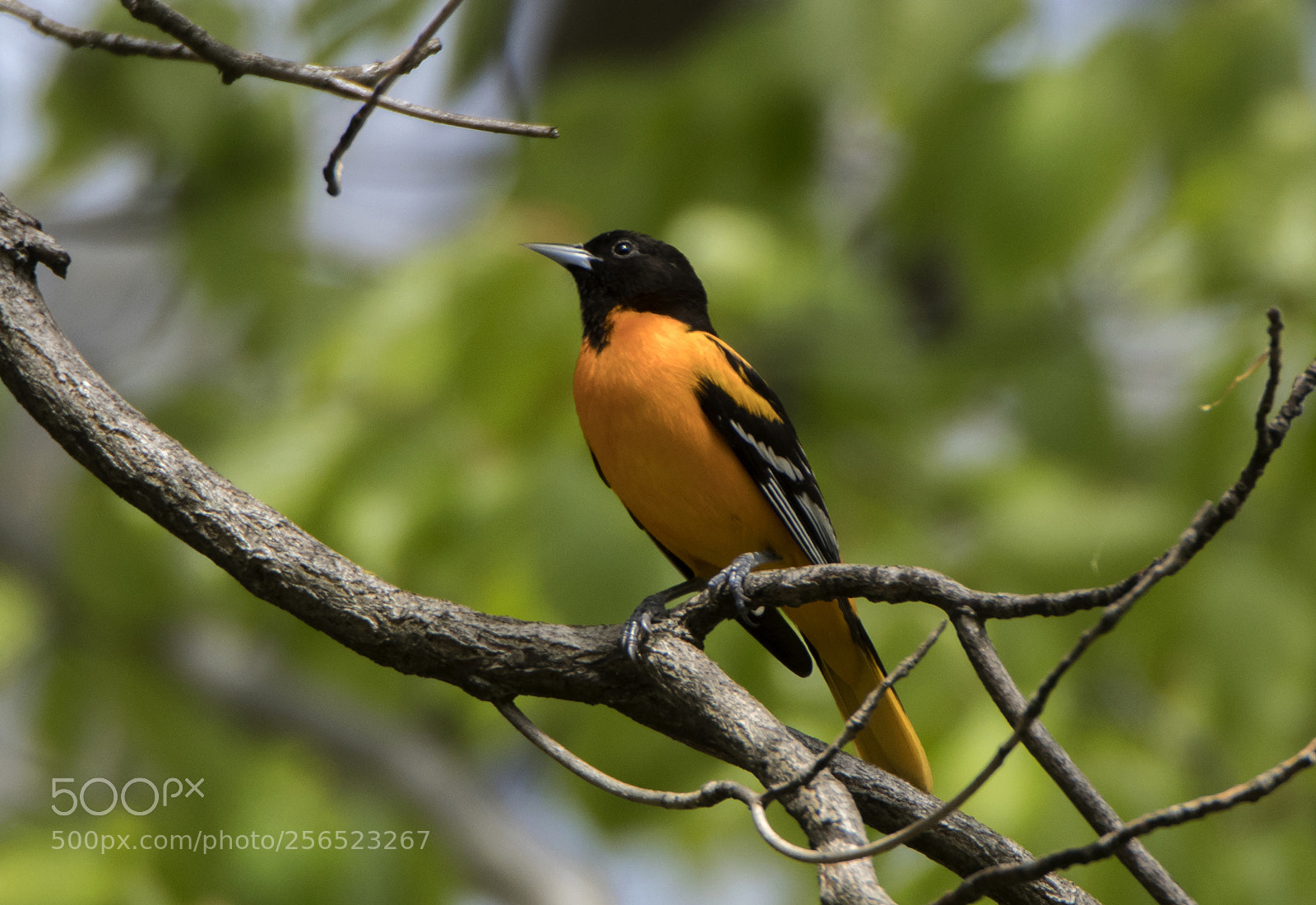 Canon EOS 80D sample photo. Baltimore oriole singing in photography