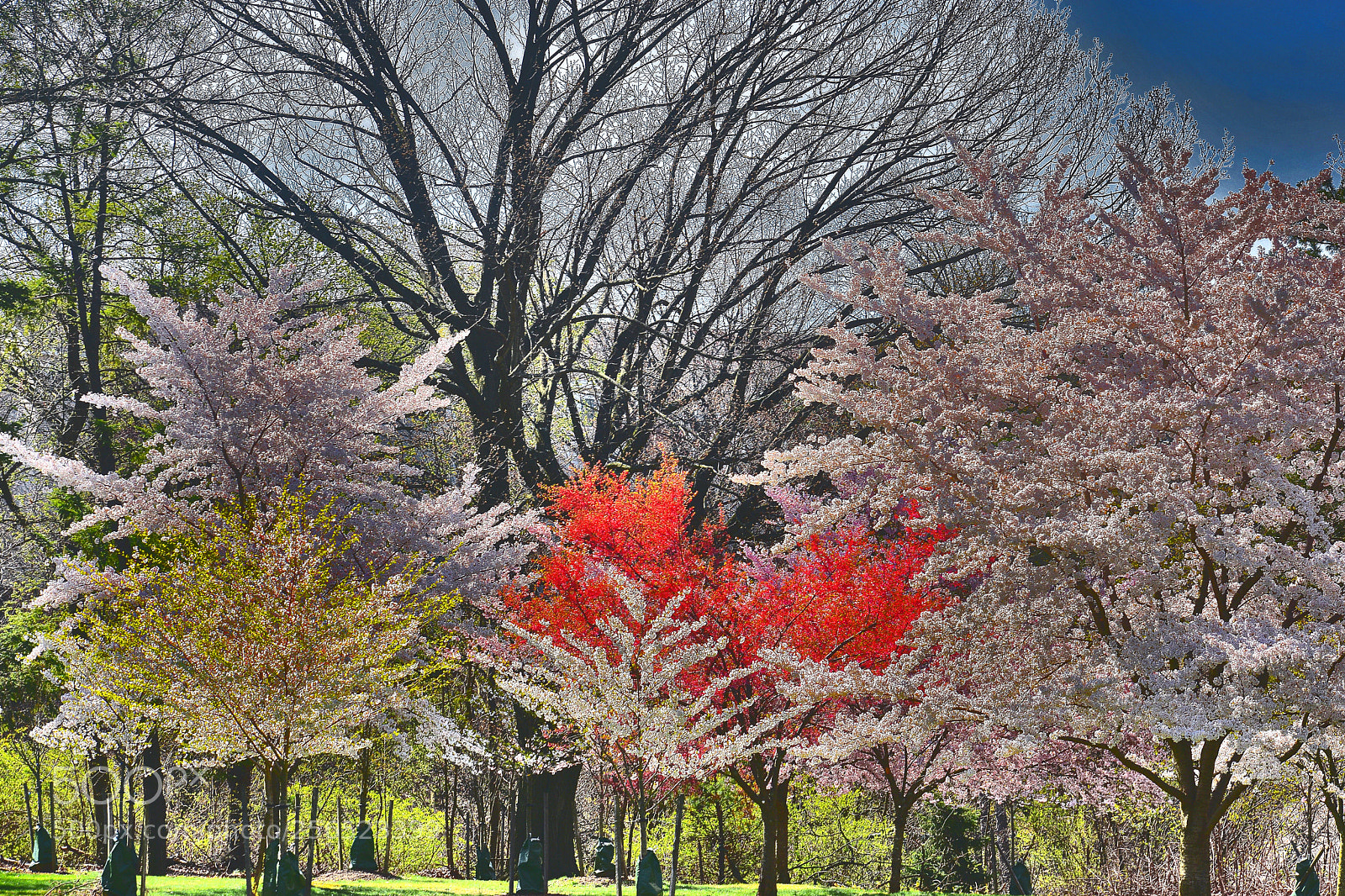 Nikon D3400 sample photo. Red white pink yellow photography
