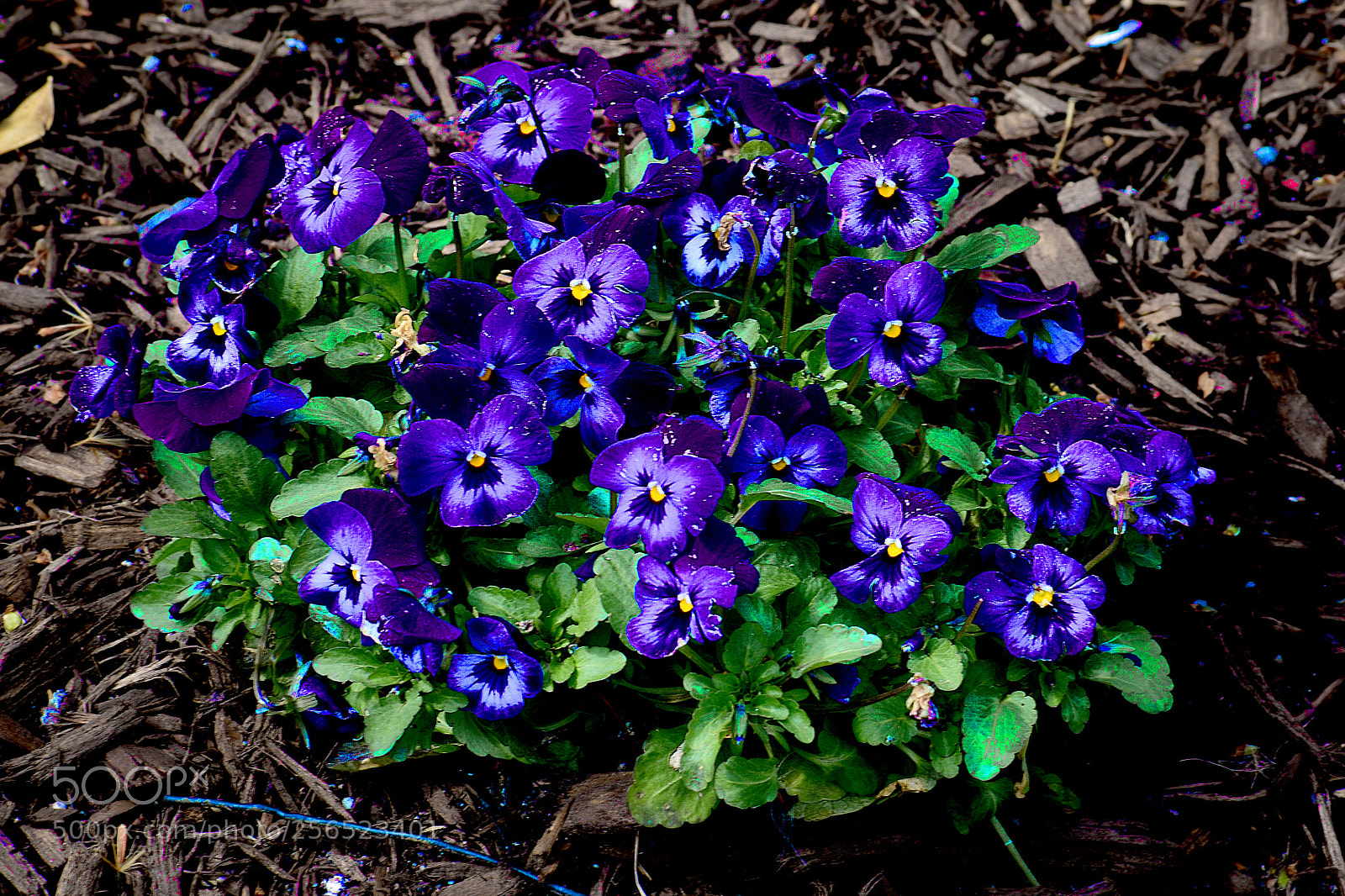 Nikon D3400 sample photo. Violets photography