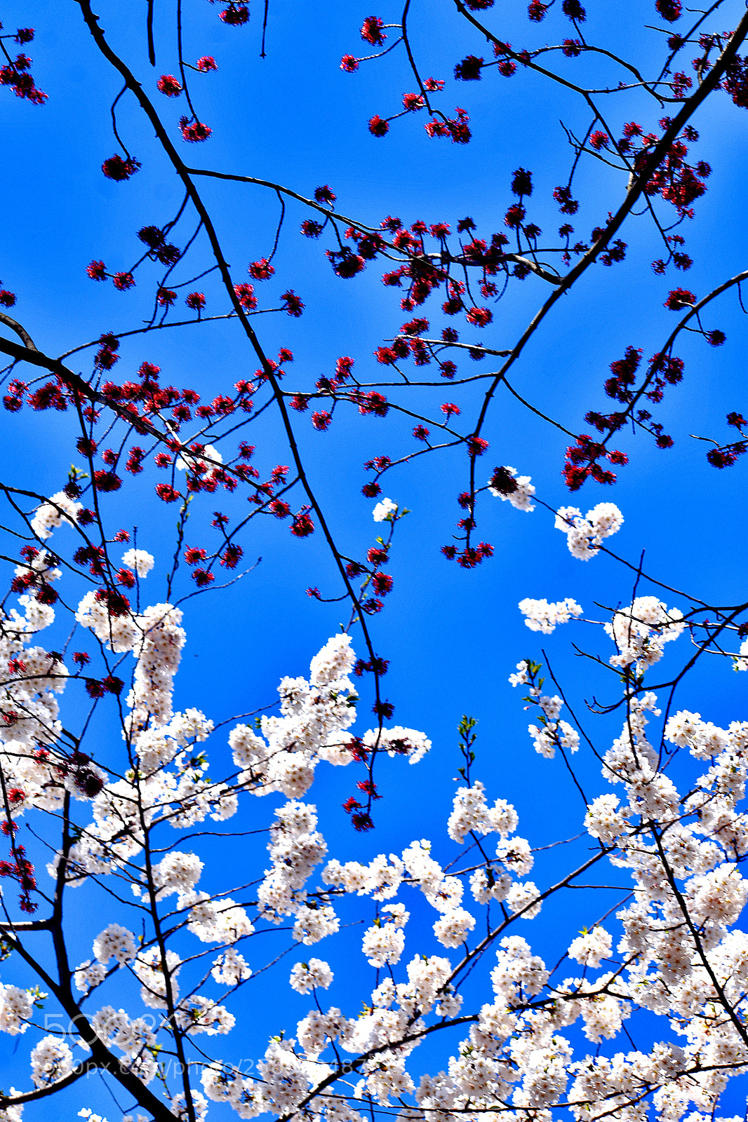 Nikon D3400 sample photo. White & pink cherry blossoms photography