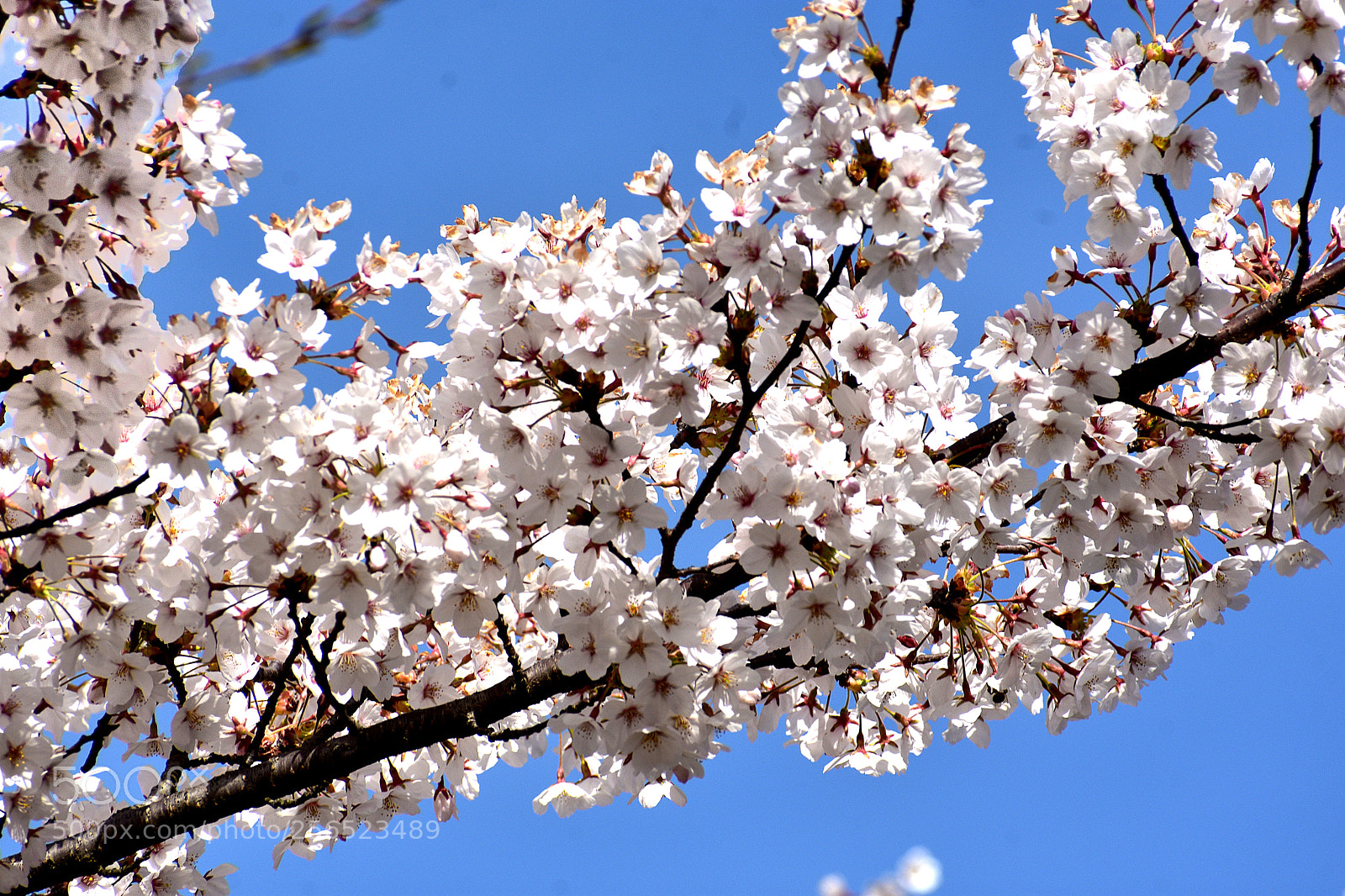 Nikon D3400 sample photo. White cherry blossoms () photography