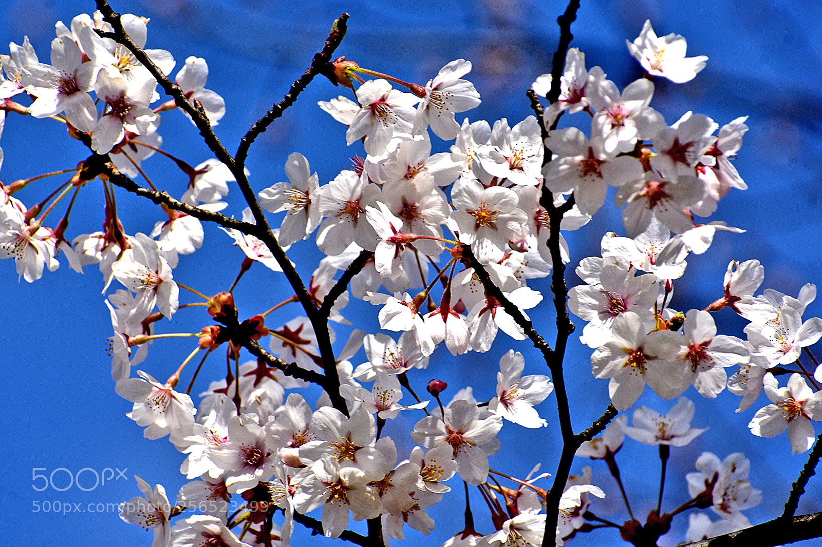 Nikon D3400 sample photo. White cherry blossoms () photography