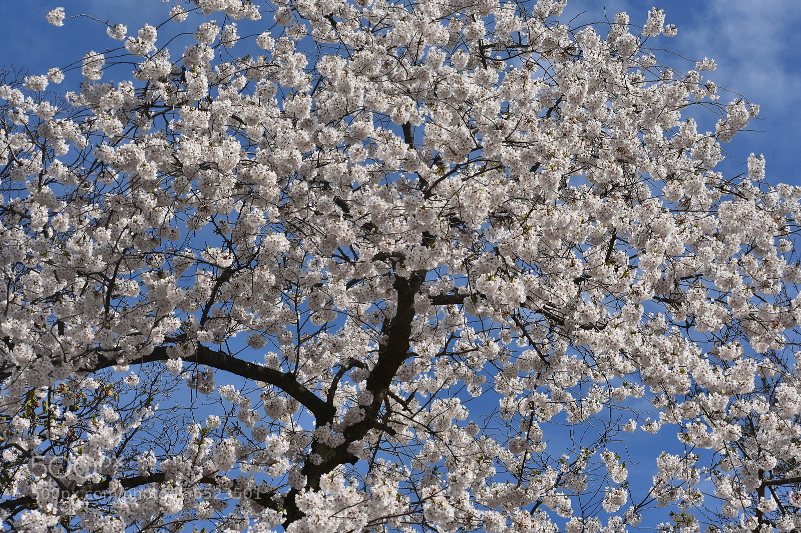 Nikon D3400 sample photo. White cherry blossoms () photography