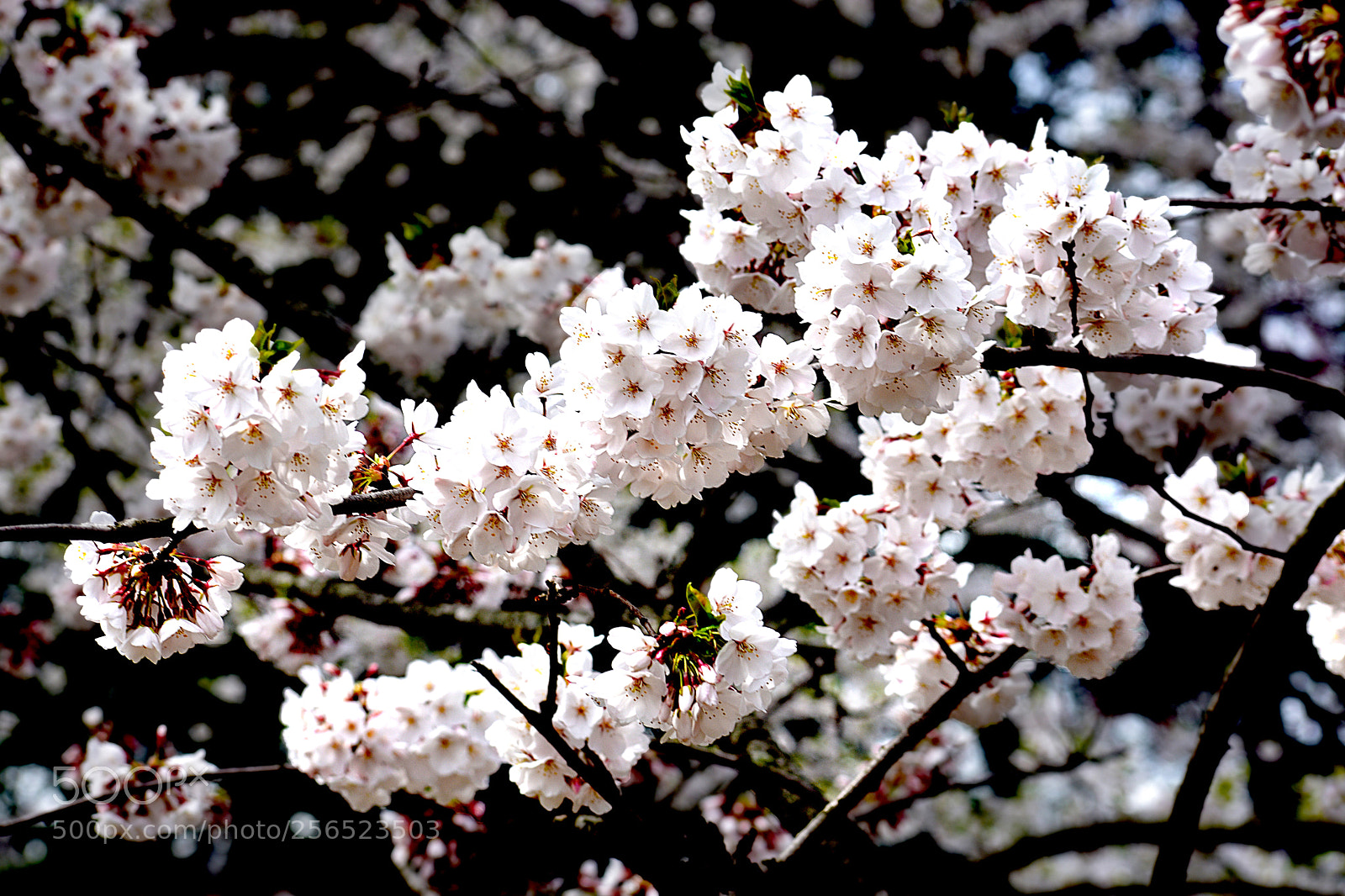 Nikon D3400 sample photo. White cherry blossoms () photography