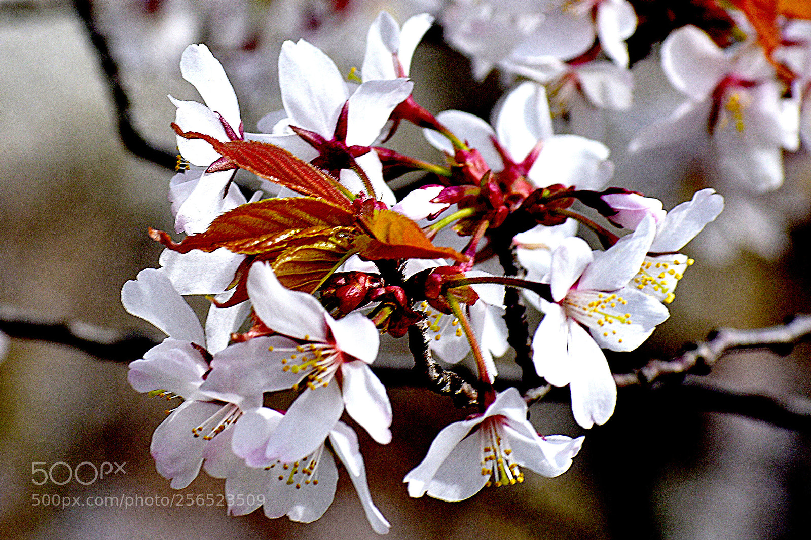 Nikon D3400 sample photo. White cherry blossoms () photography
