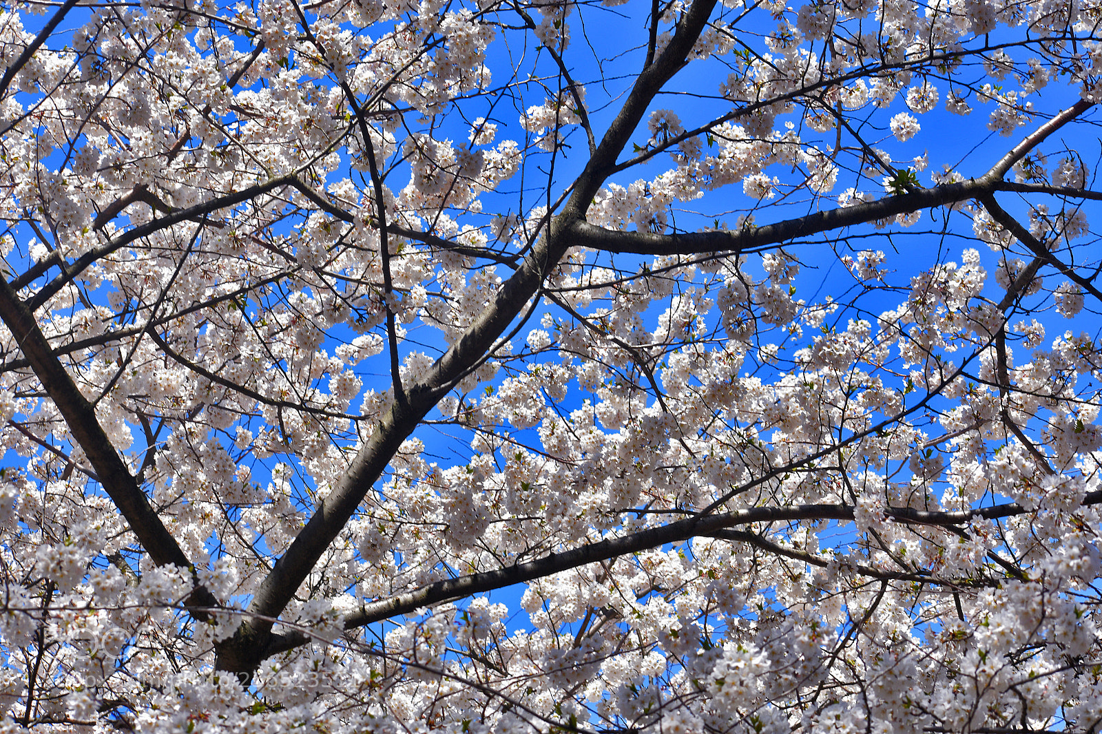 Nikon D3400 sample photo. White cherry blossoms () photography