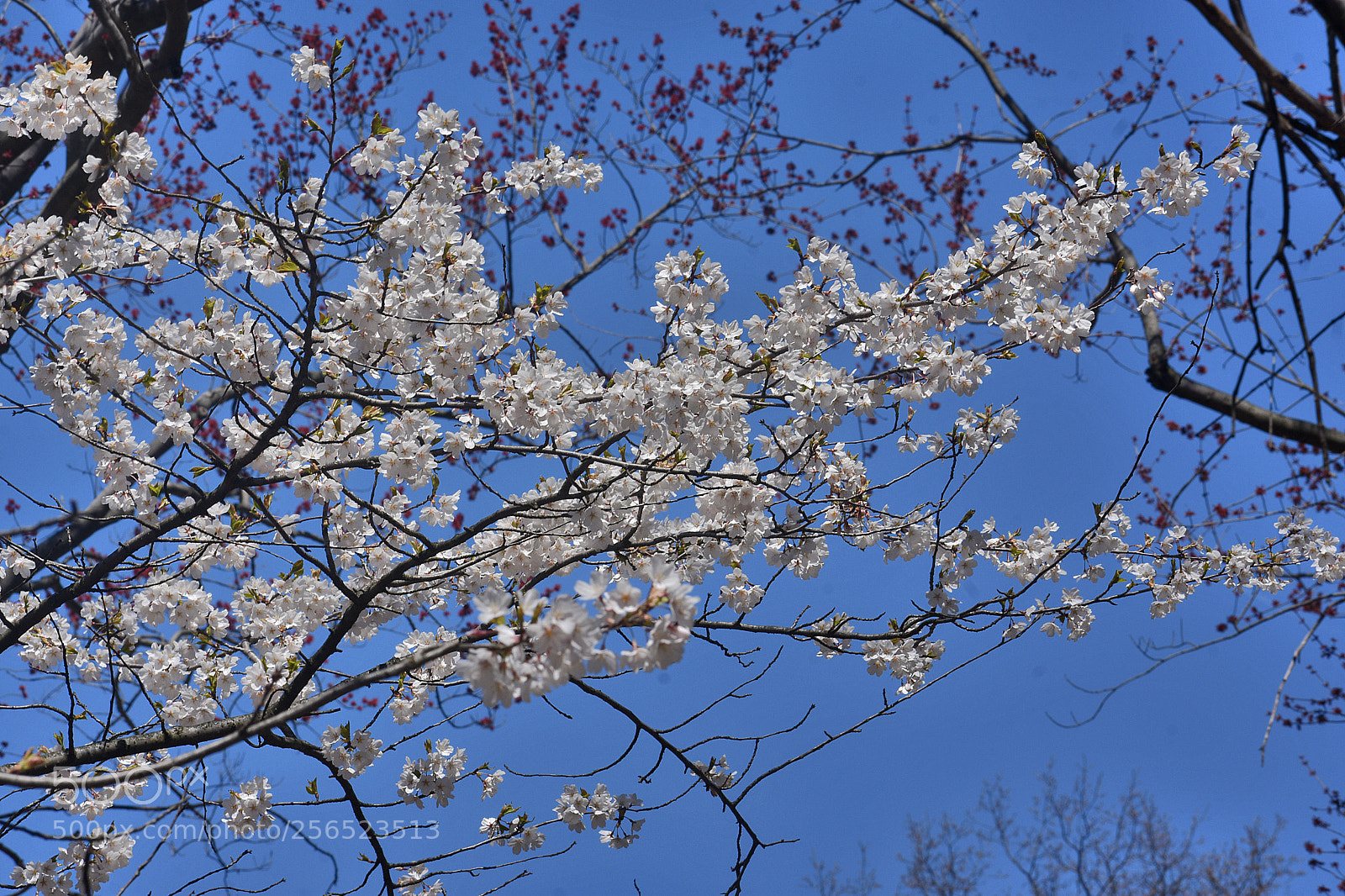Nikon D3400 sample photo. White cherry blossoms () photography