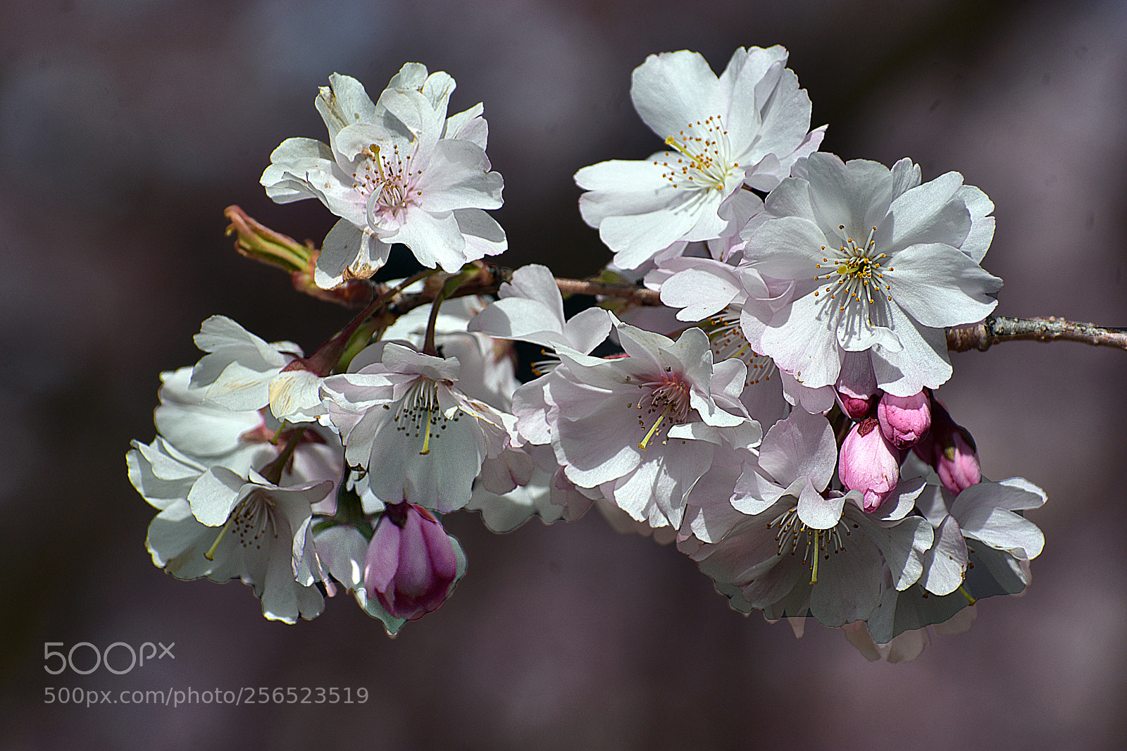 Nikon D3400 sample photo. White cherry blssoms photography