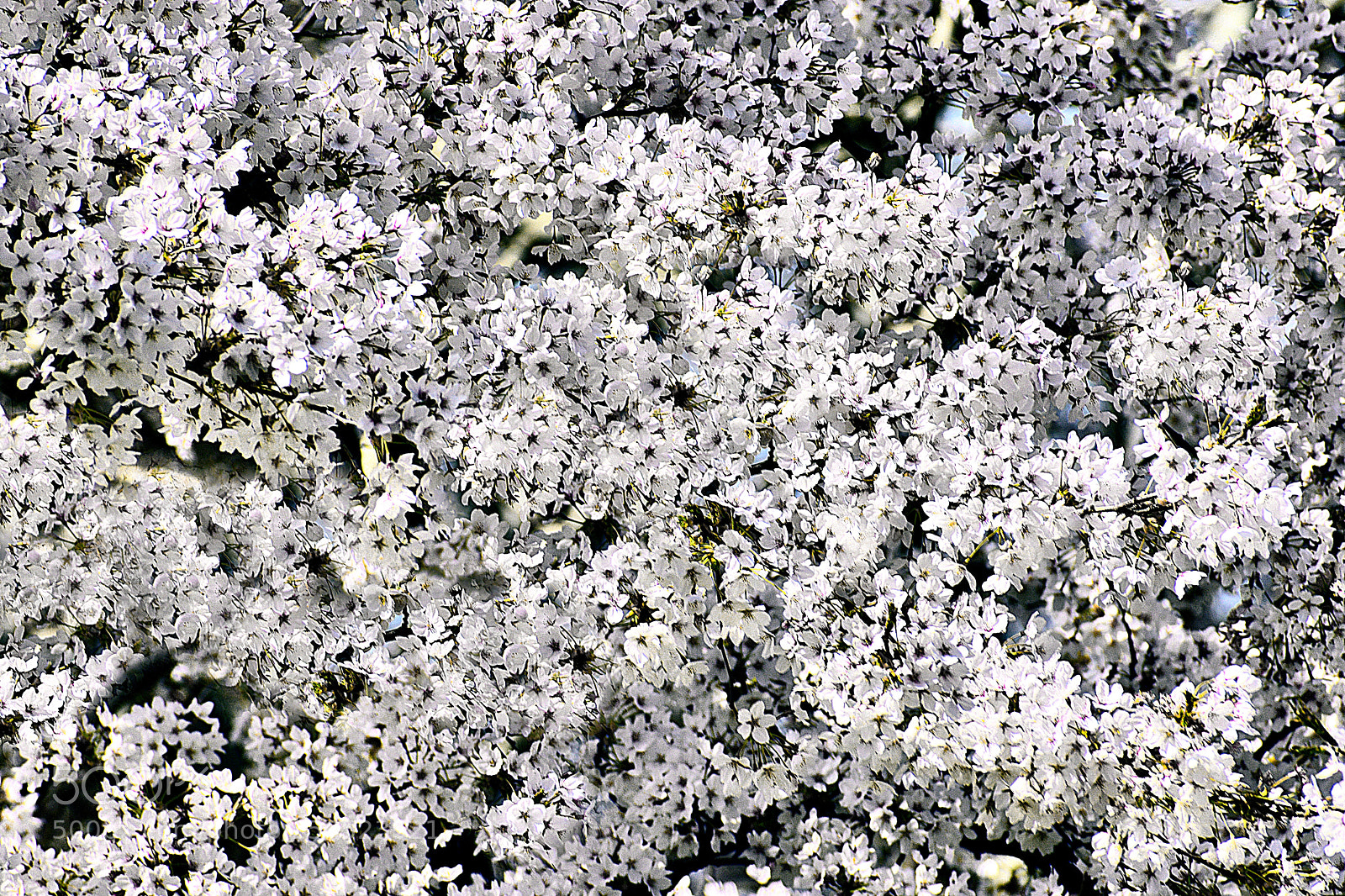 Nikon D3400 sample photo. White cherry blossoms photography