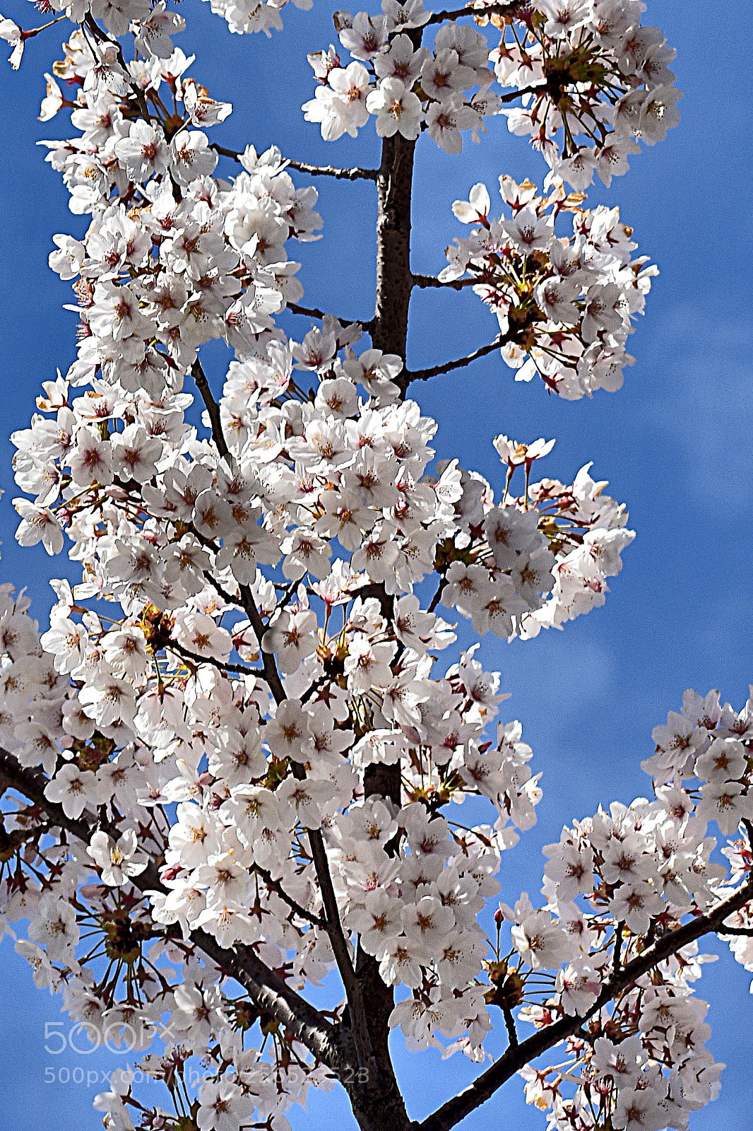 Nikon D3400 sample photo. White cherry blossoms photography