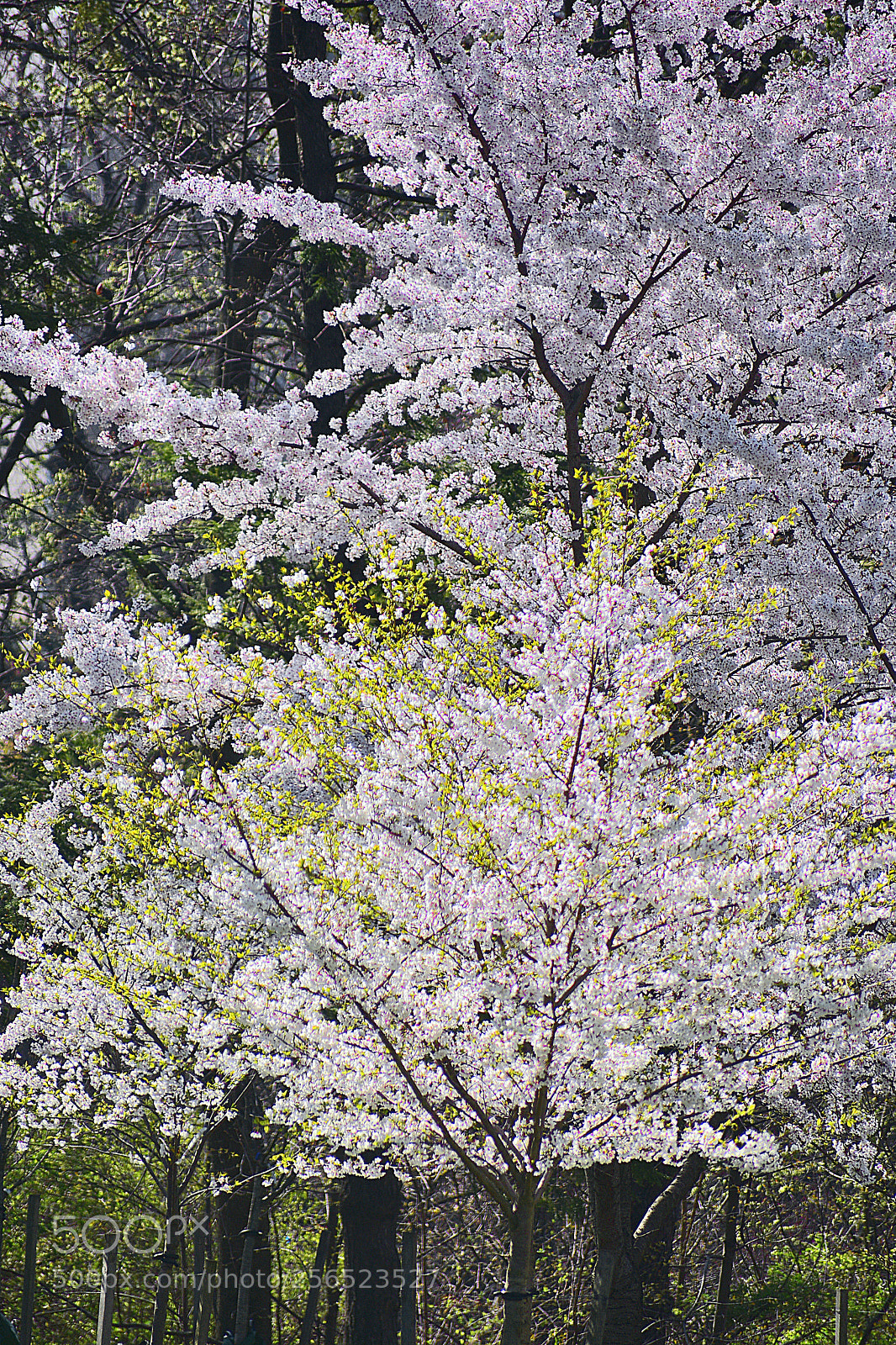 Nikon D3400 sample photo. Yellow & white photography