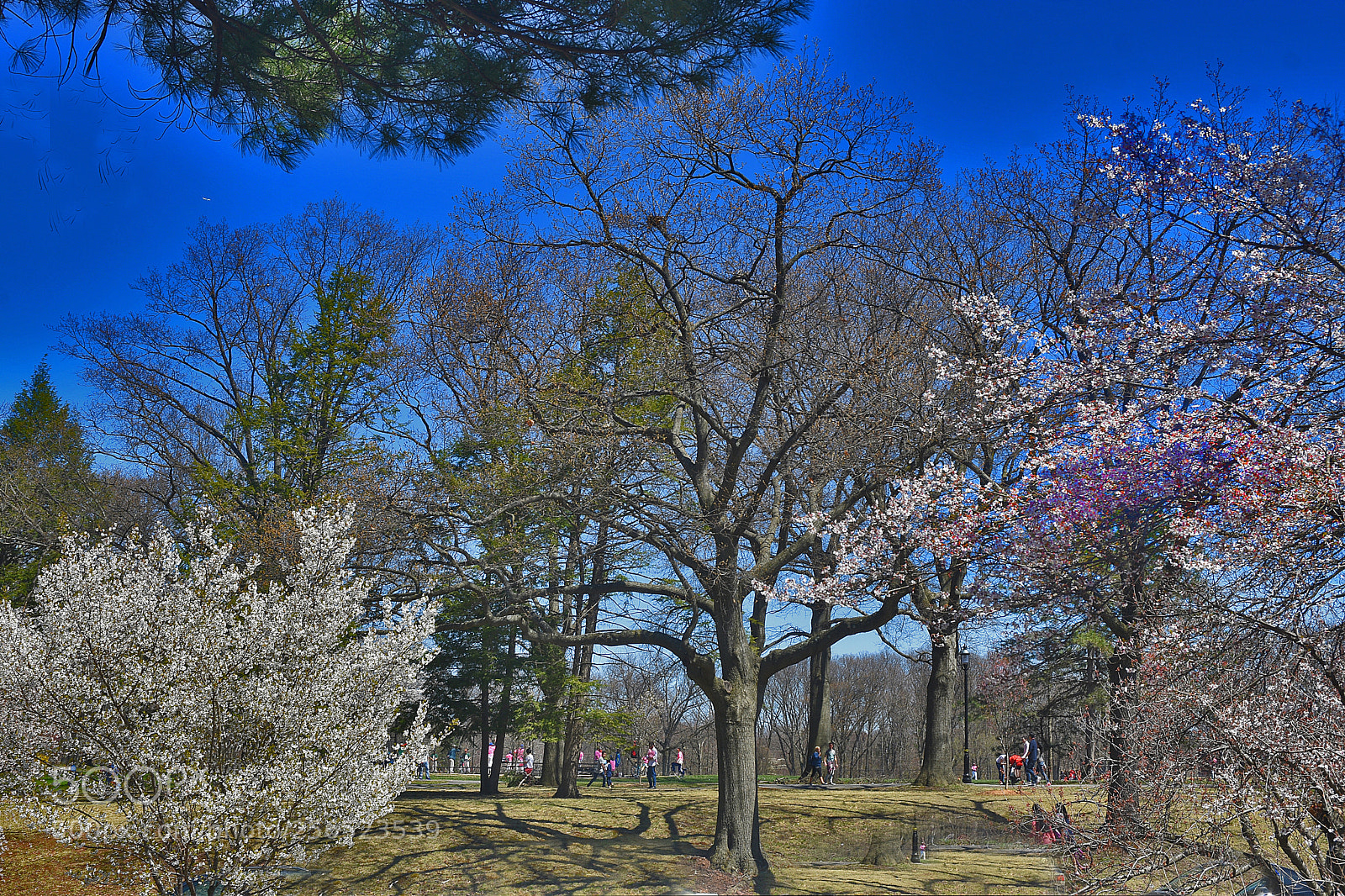 Nikon D3400 sample photo. Branch brook park photography