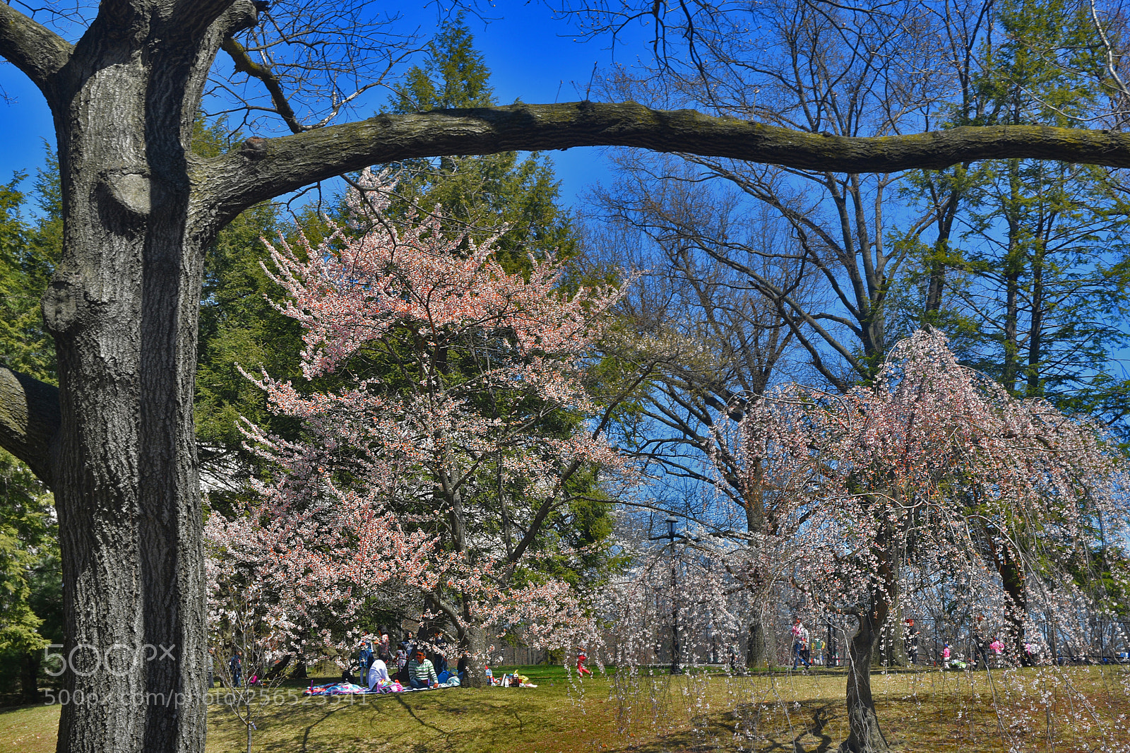 Nikon D3400 sample photo. Branch brook picnicers photography