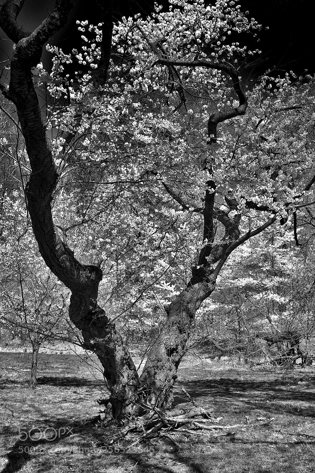 Nikon D3400 sample photo. Cherry blossom ir photography