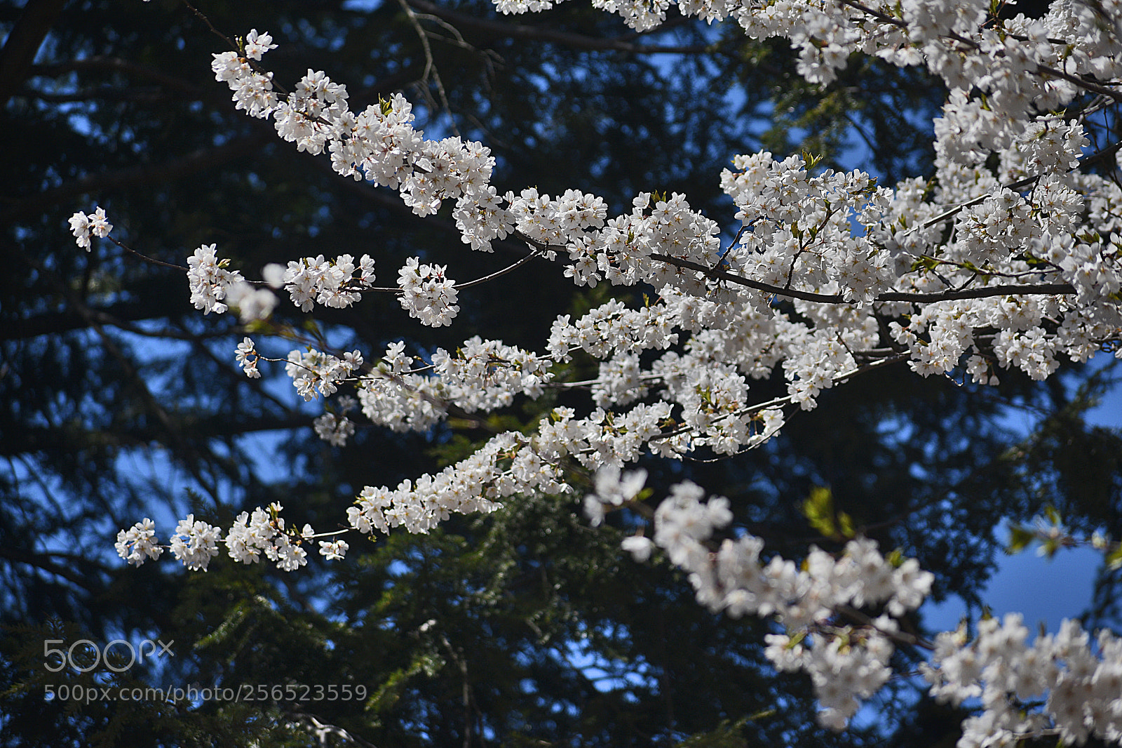 Nikon D3400 sample photo. Cherry blossoms white photography