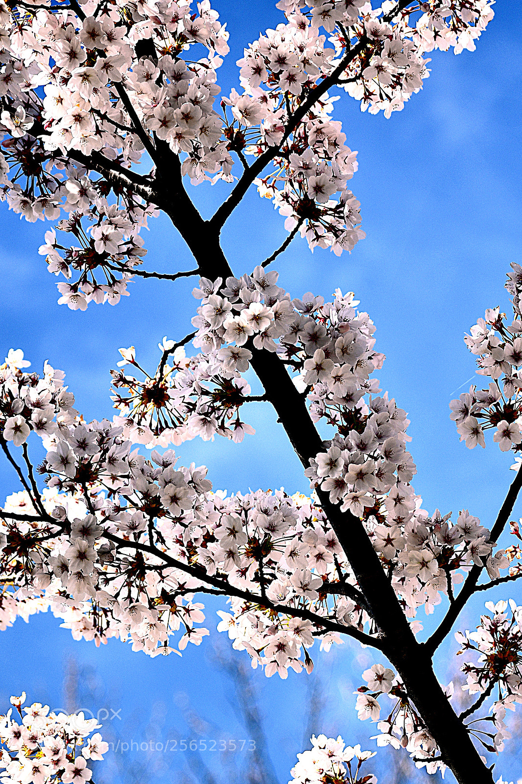 Nikon D3400 sample photo. Cherry blossoms photography