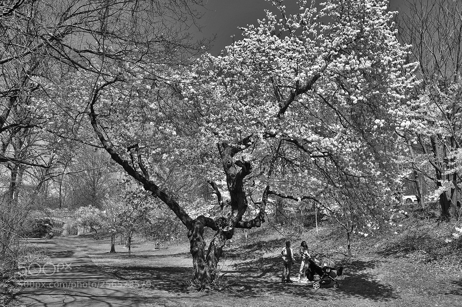 Nikon D3400 sample photo. Cherry blossoms ir photography