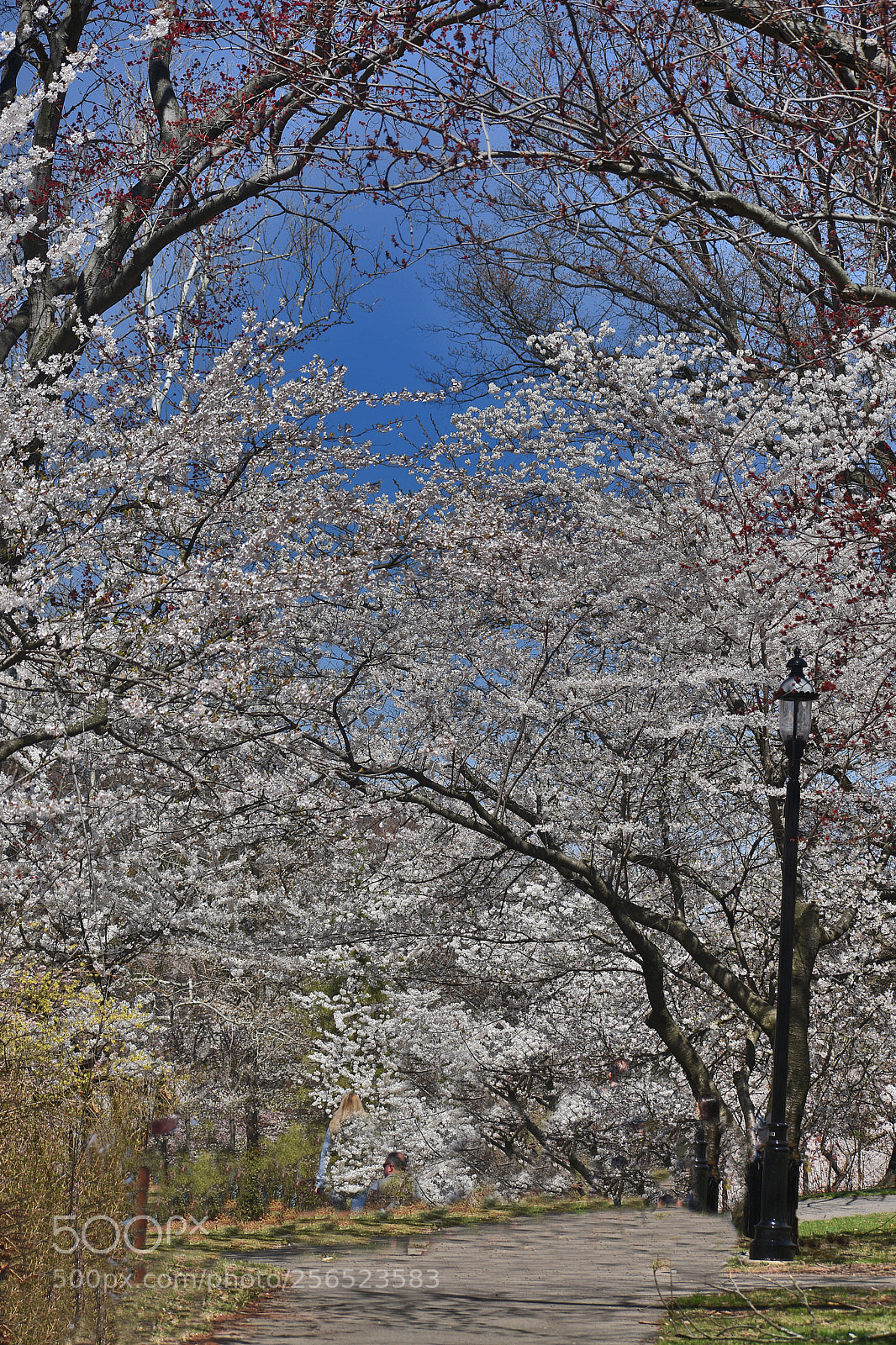 Nikon D3400 sample photo. Chery blosoms pink photography