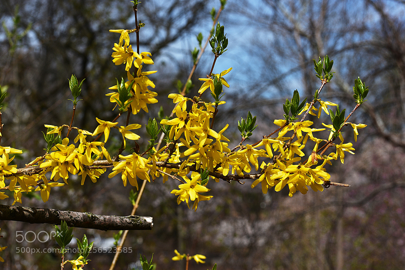 Nikon D3400 sample photo. Forsythia photography