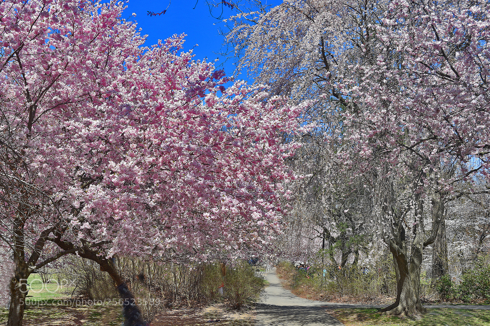 Nikon D3400 sample photo. Pin k cherry blossoms photography