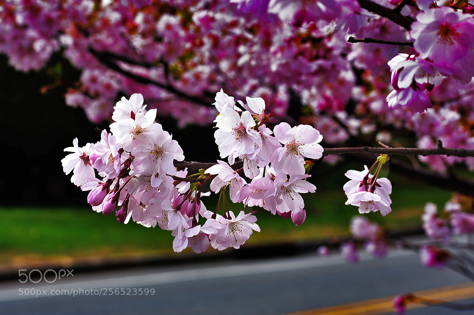 Nikon D3400 sample photo. Pink cherry blosoms photography