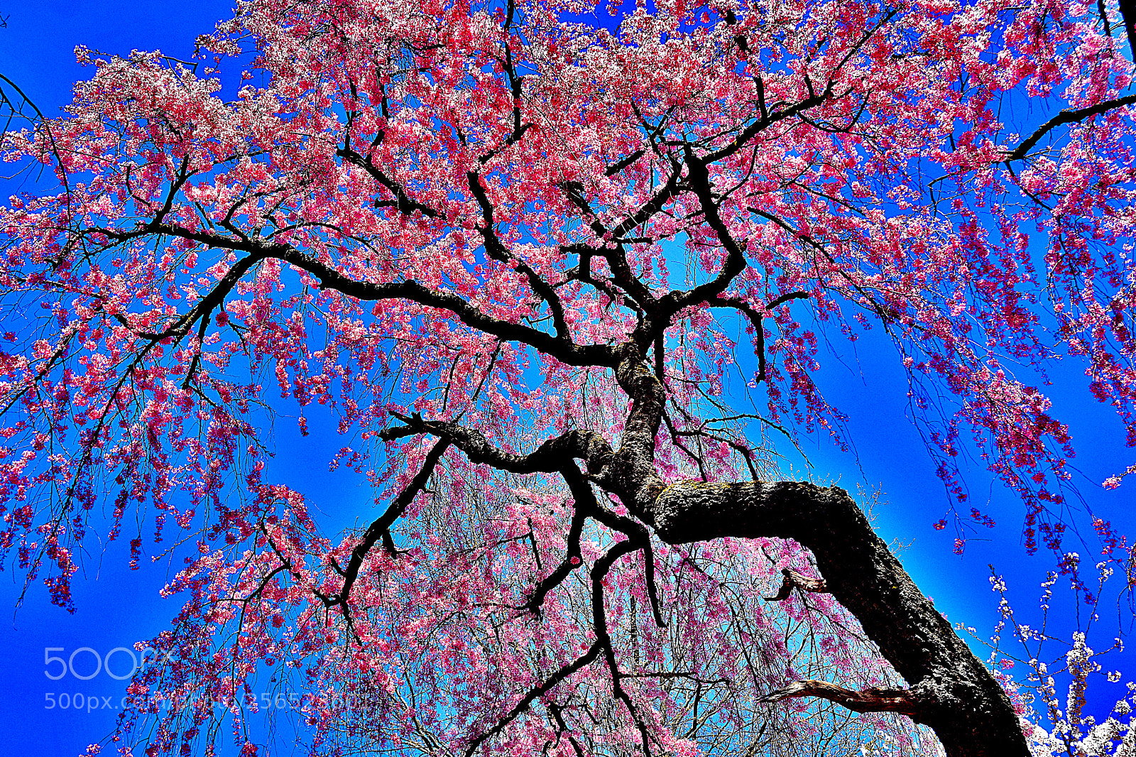 Nikon D3400 sample photo. Pink cherry blossom photography