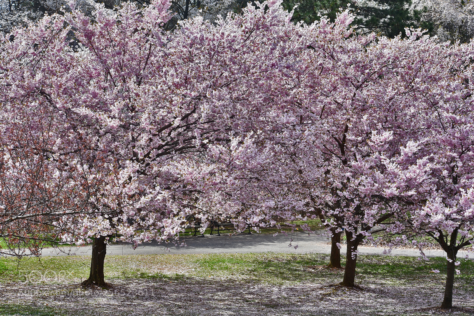 Nikon D3400 sample photo. Pink cherry blossoms () photography