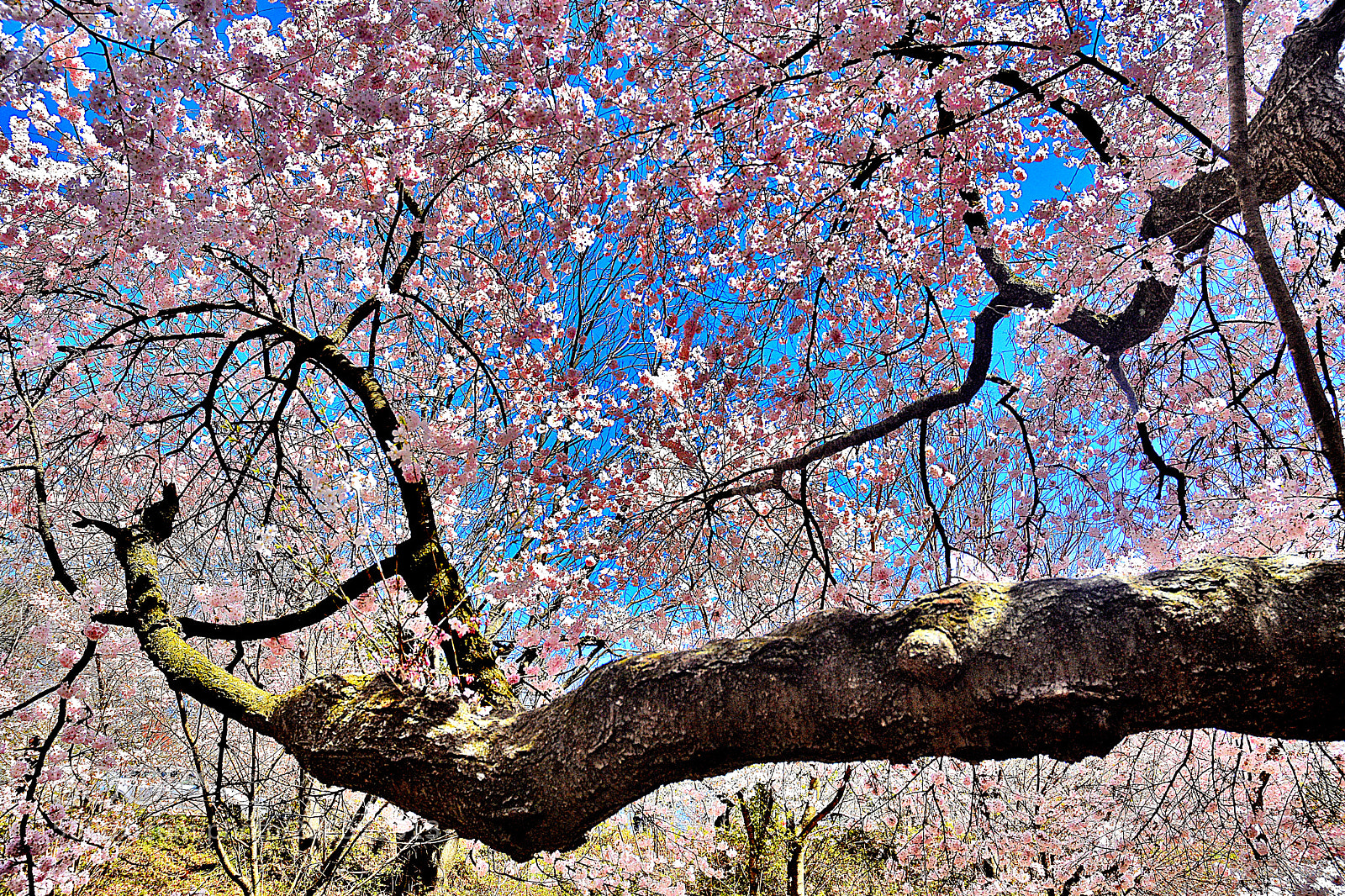 Nikon D3400 sample photo. Pink cherry blossoms () photography