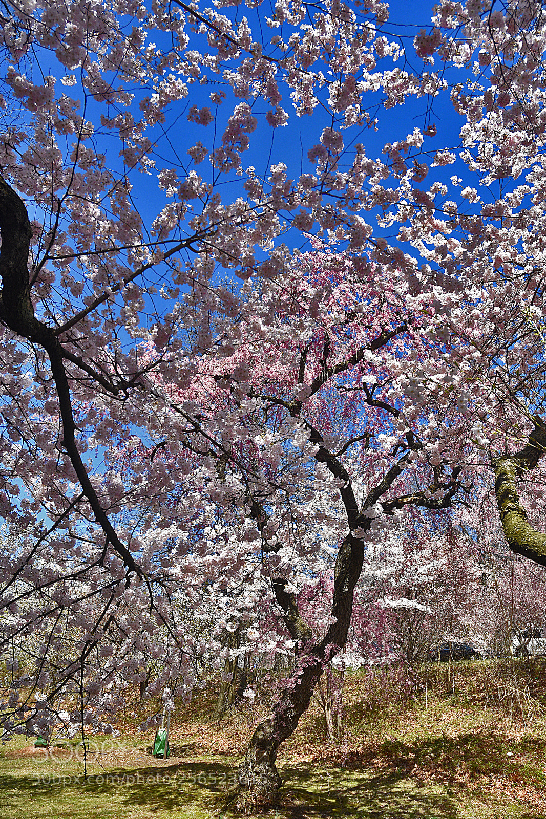 Nikon D3400 sample photo. Pink cherry blossoms () photography