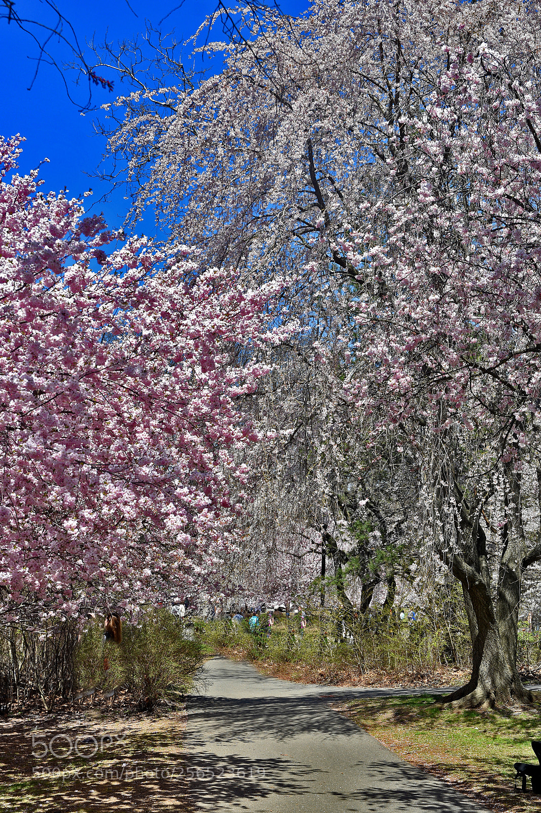 Nikon D3400 sample photo. Pink cherry blossoms () photography