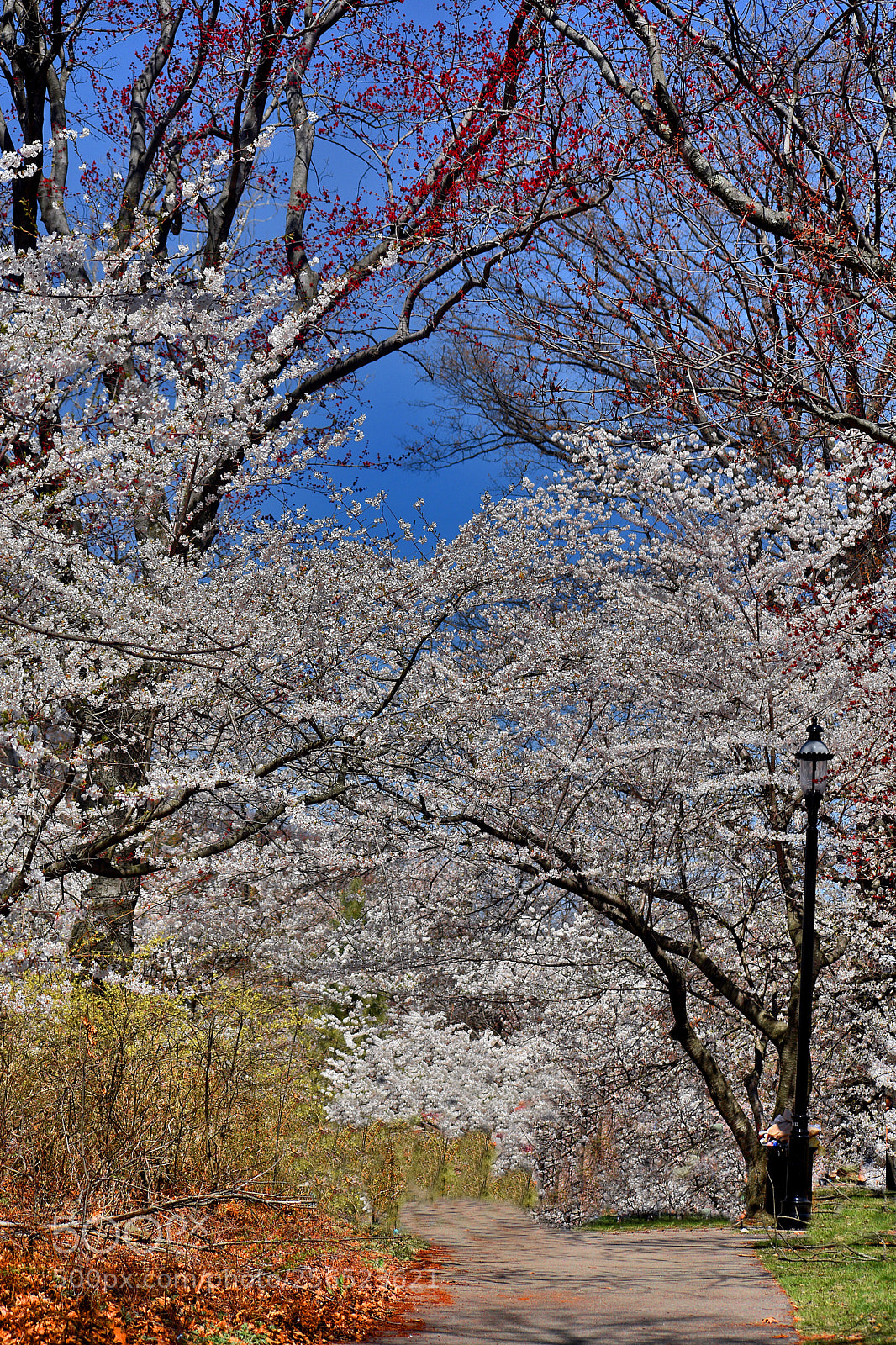 Nikon D3400 sample photo. Pink cherry blossoms () photography