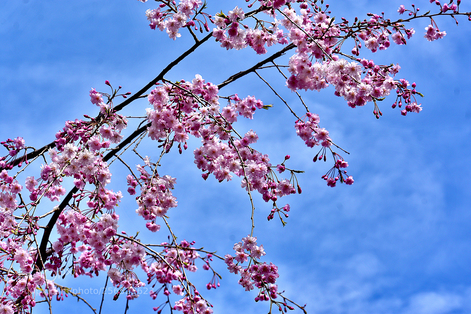 Nikon D3400 sample photo. Pink cherry blossoms photography