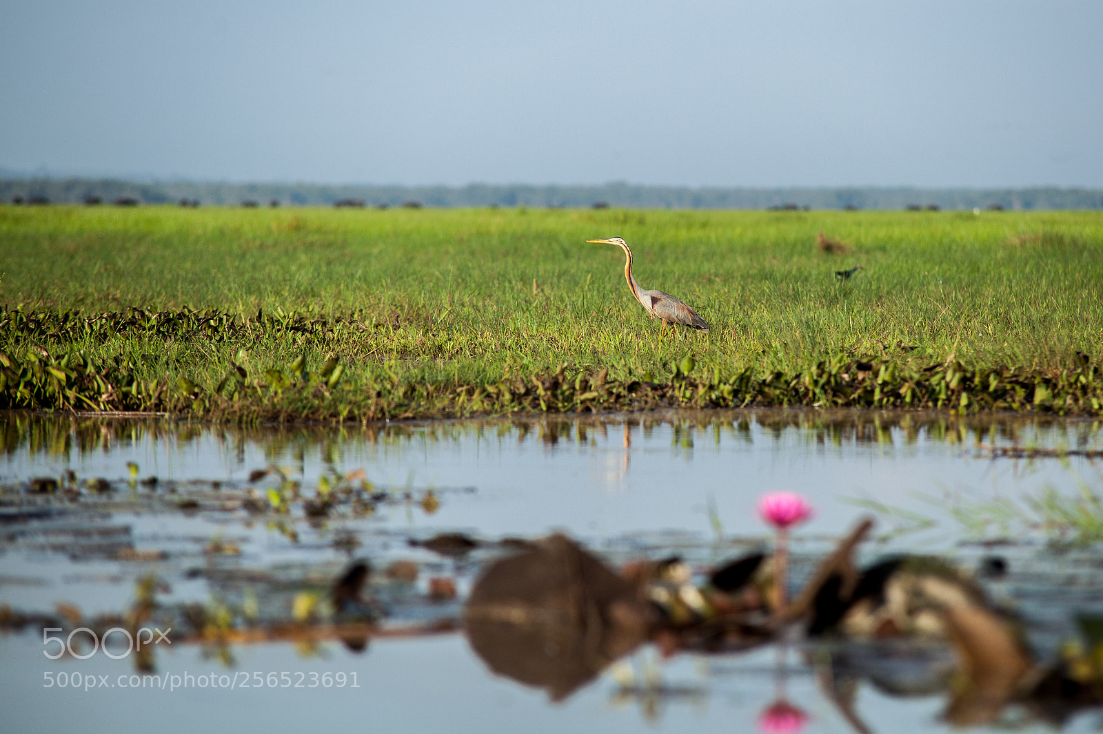 Canon EOS 5D Mark II sample photo. Thale noi waterbird park photography