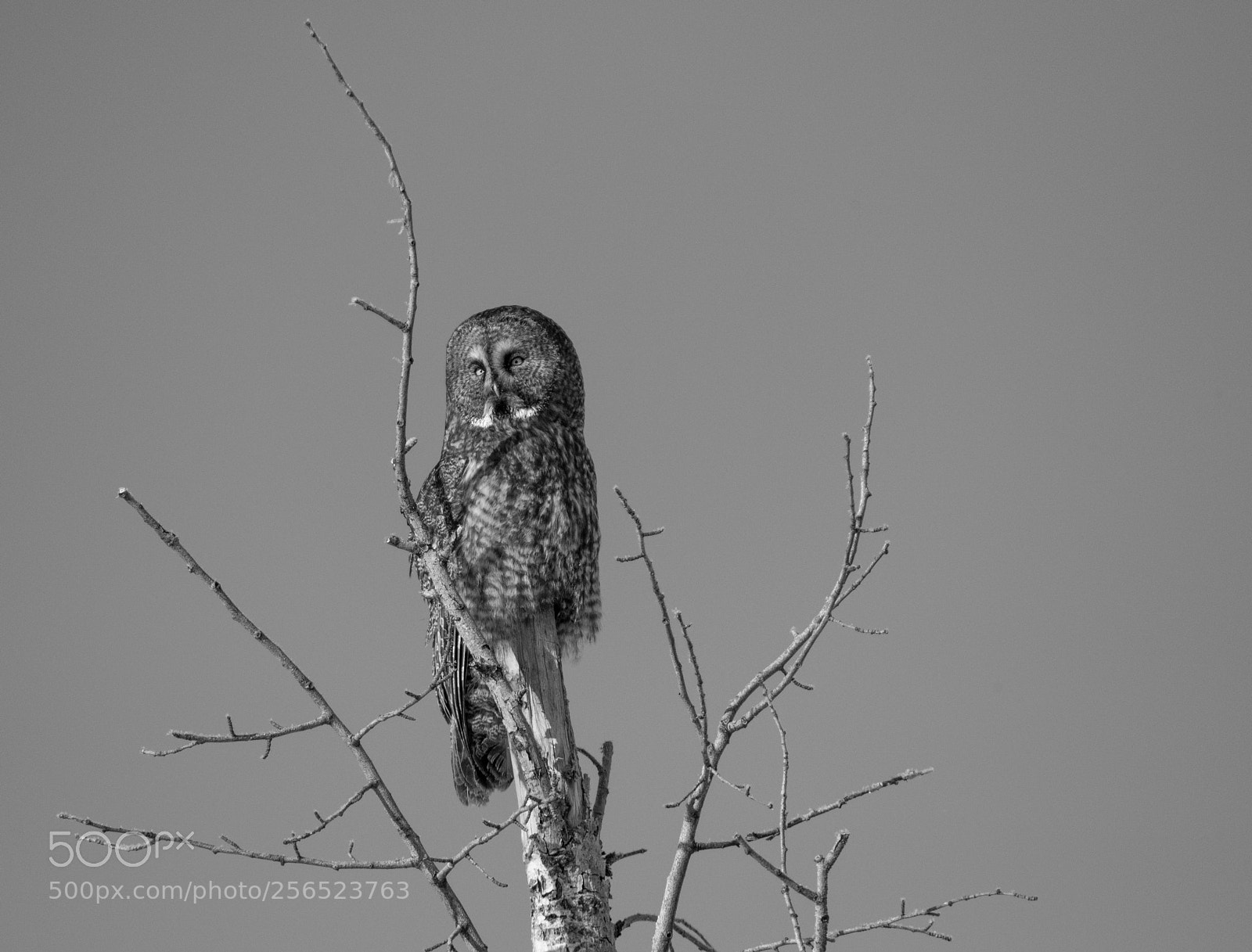 Nikon D850 sample photo. Great grey owl-black + white photography