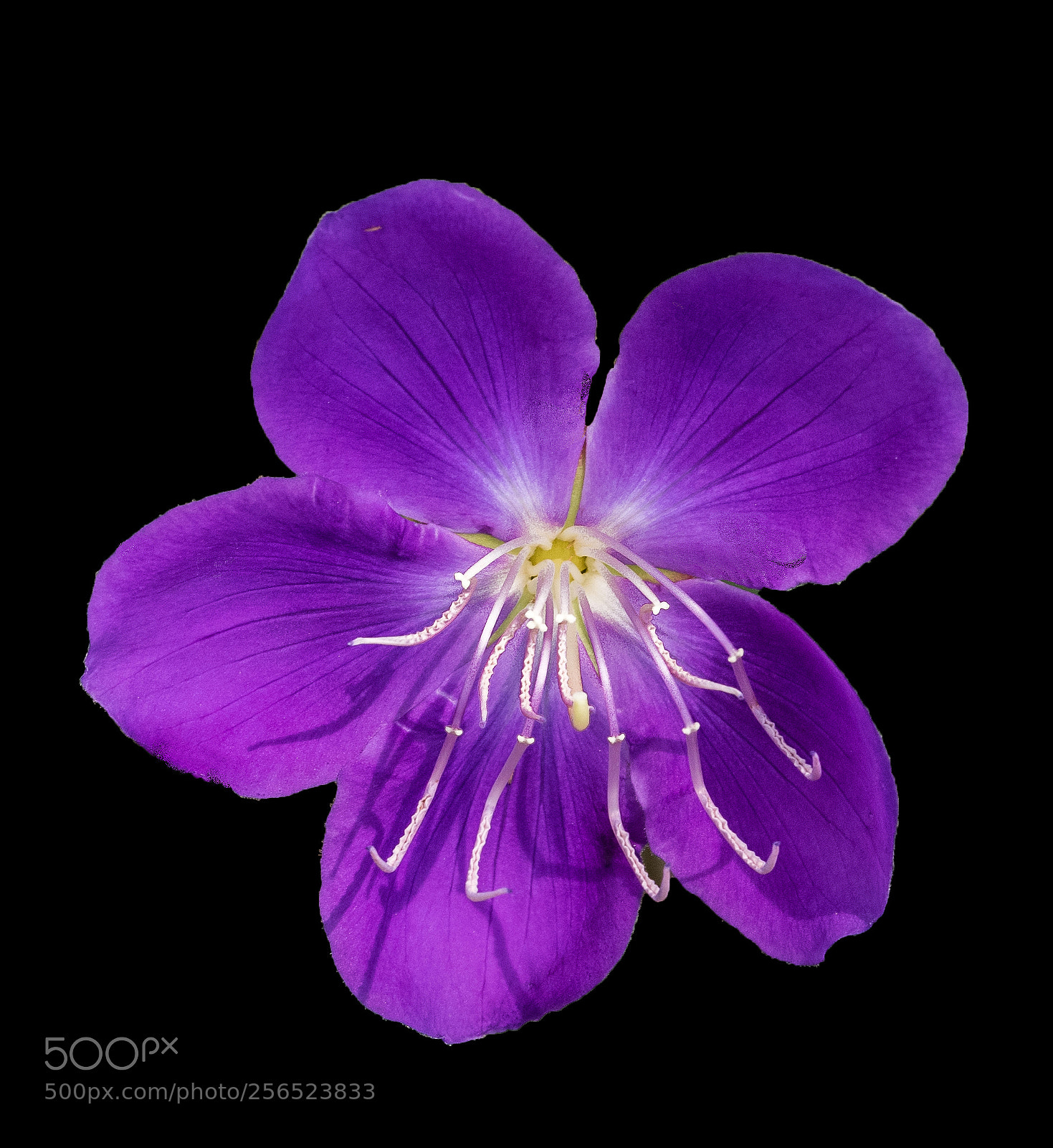 Nikon D810 sample photo. Princess flower photography