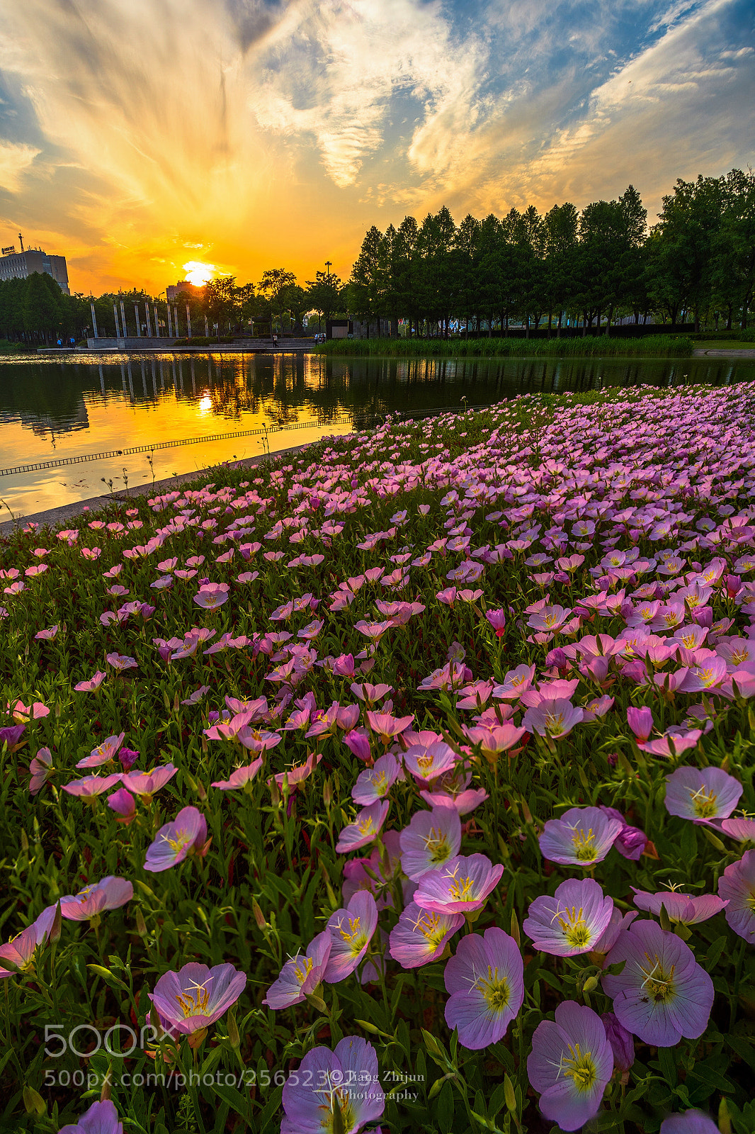 Sony a7 III sample photo. Eveningprimrose photography
