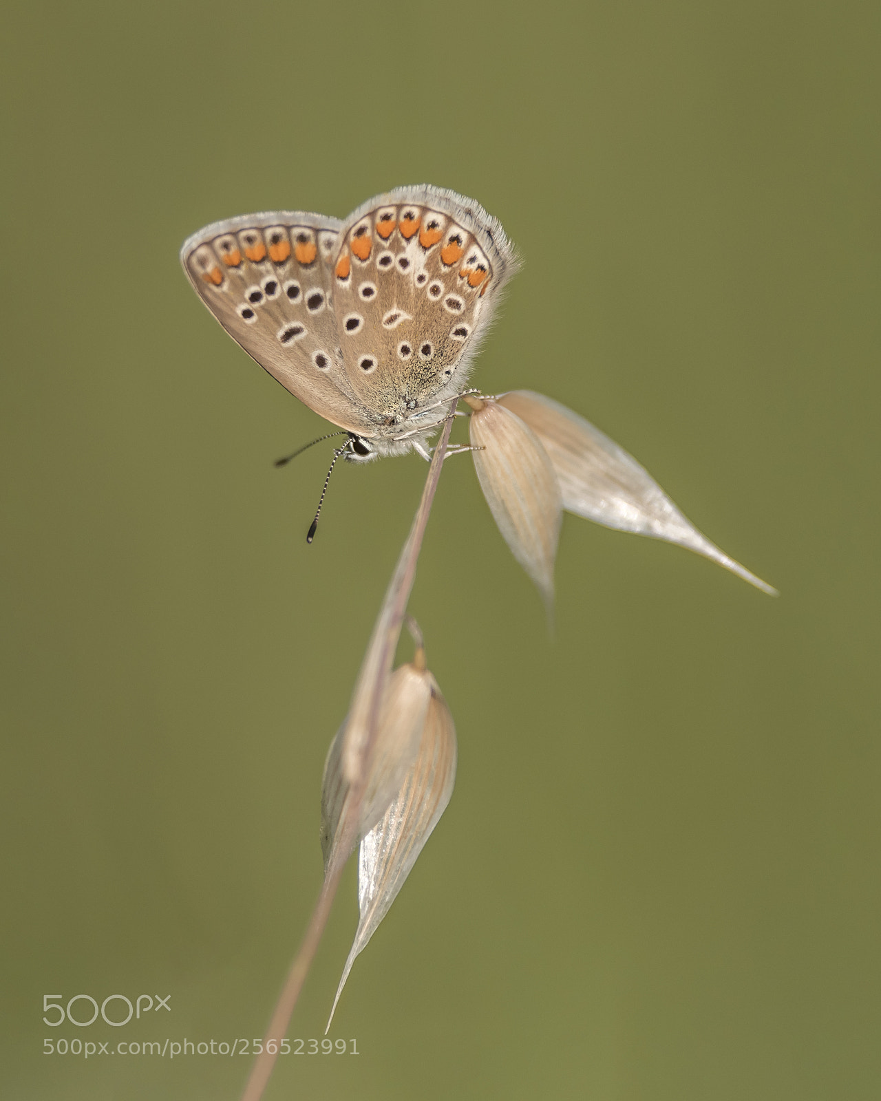 Nikon D810 sample photo. Butterfly photography