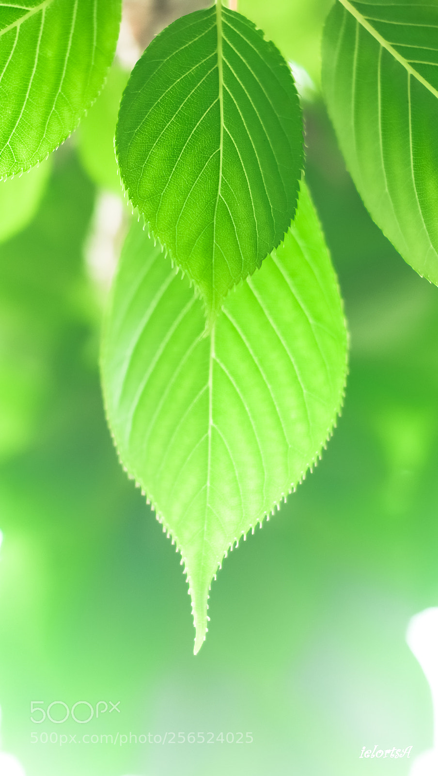 Pentax K-5 sample photo. Summer photography